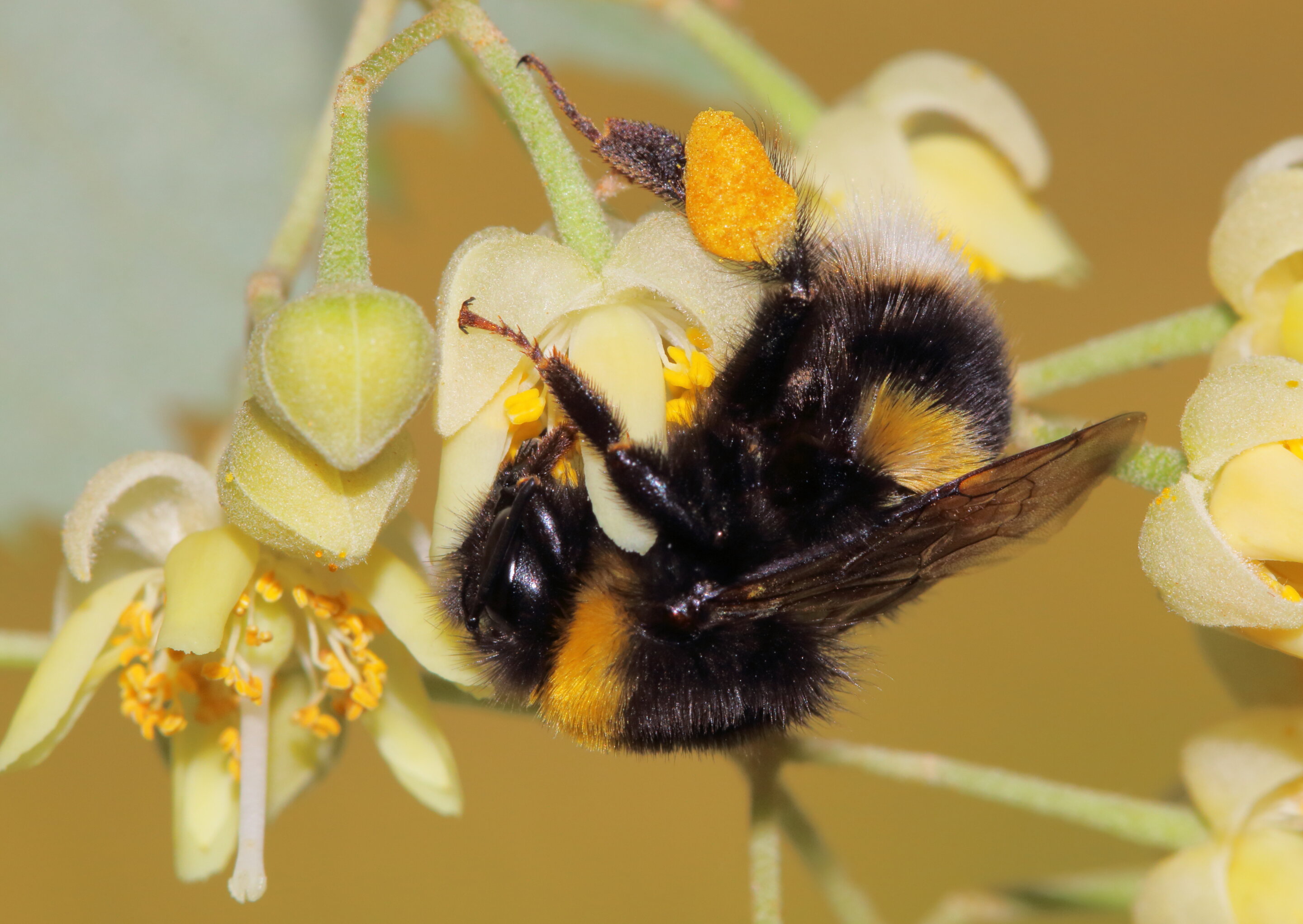 Scientists discover how bees activate natural medicine against parasite infectio..
