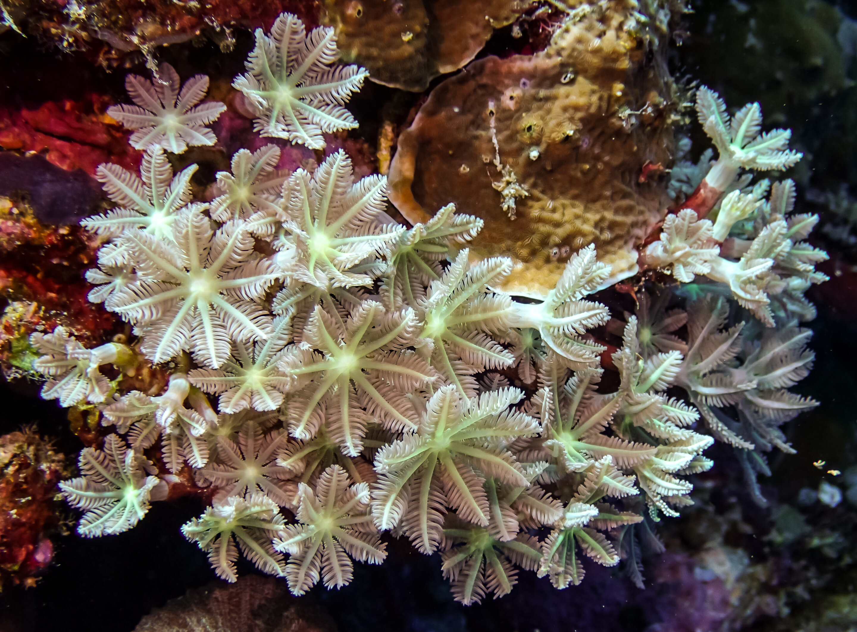 Sea corals are source of sought-after 'anti-cancer' compound