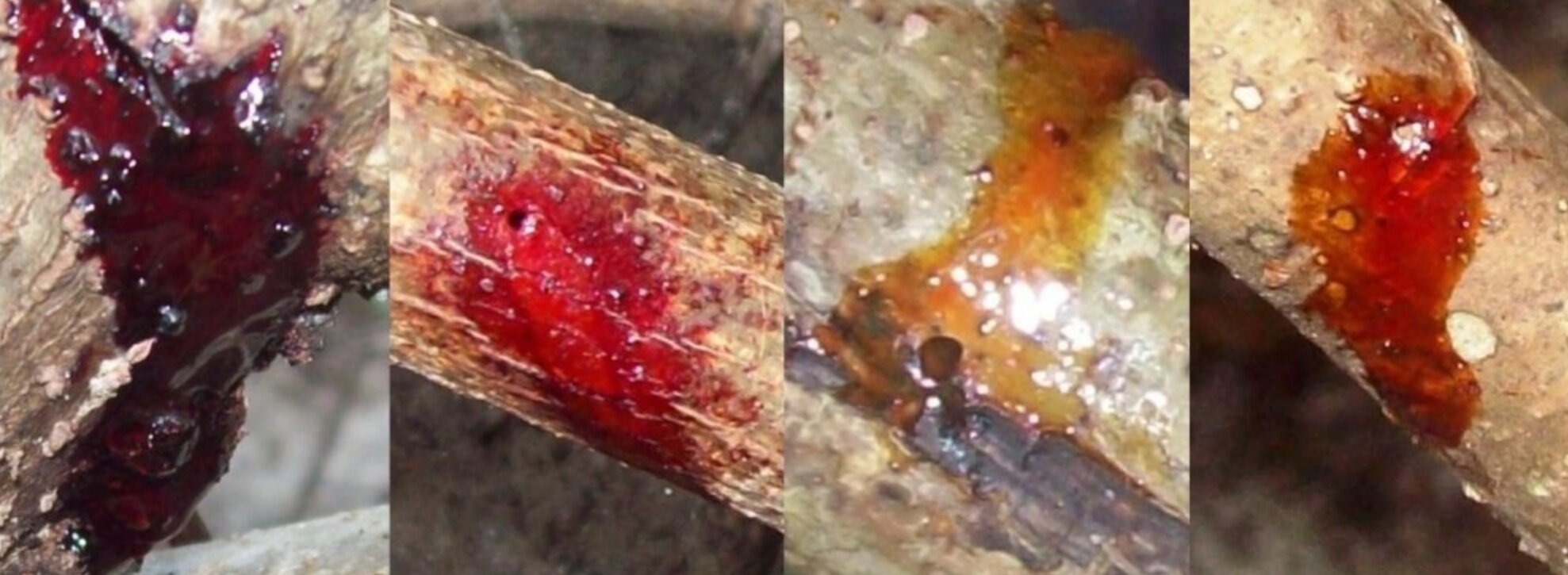 photo of Scientists identify beetle that triggers production of red propolis in Brazil image