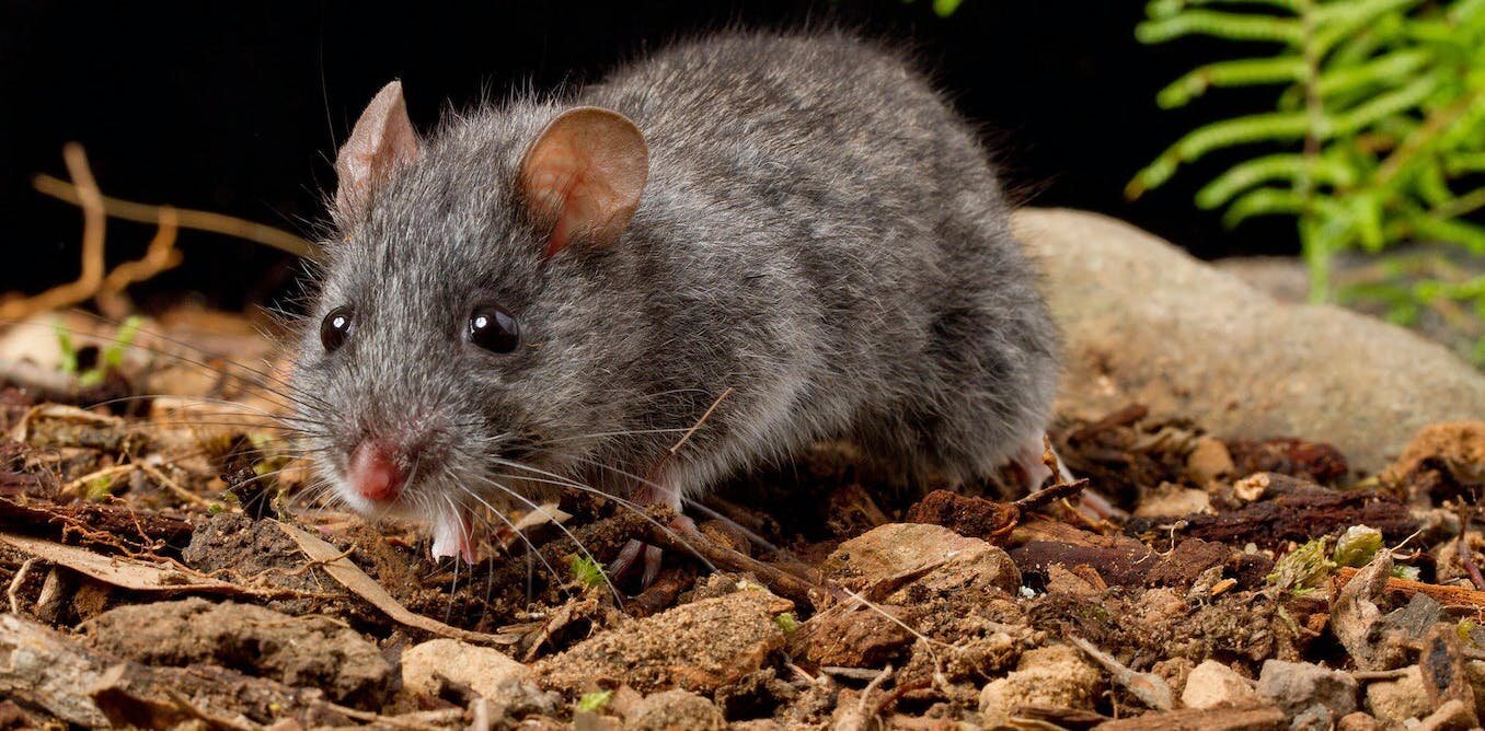 Unraveling the diversity of the wild house mouse