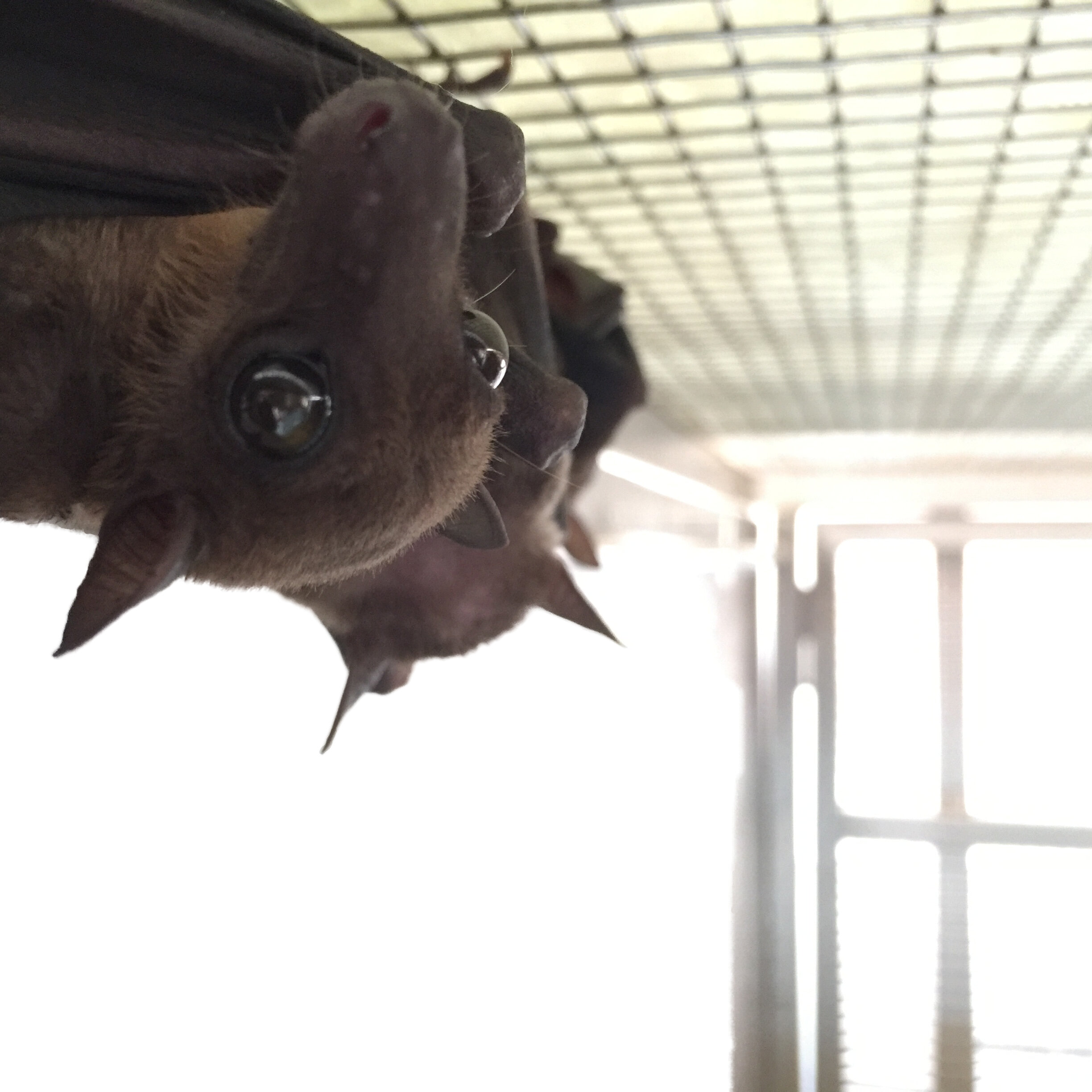 Scientists reveal first close-up look at bats’ immune response to live infection