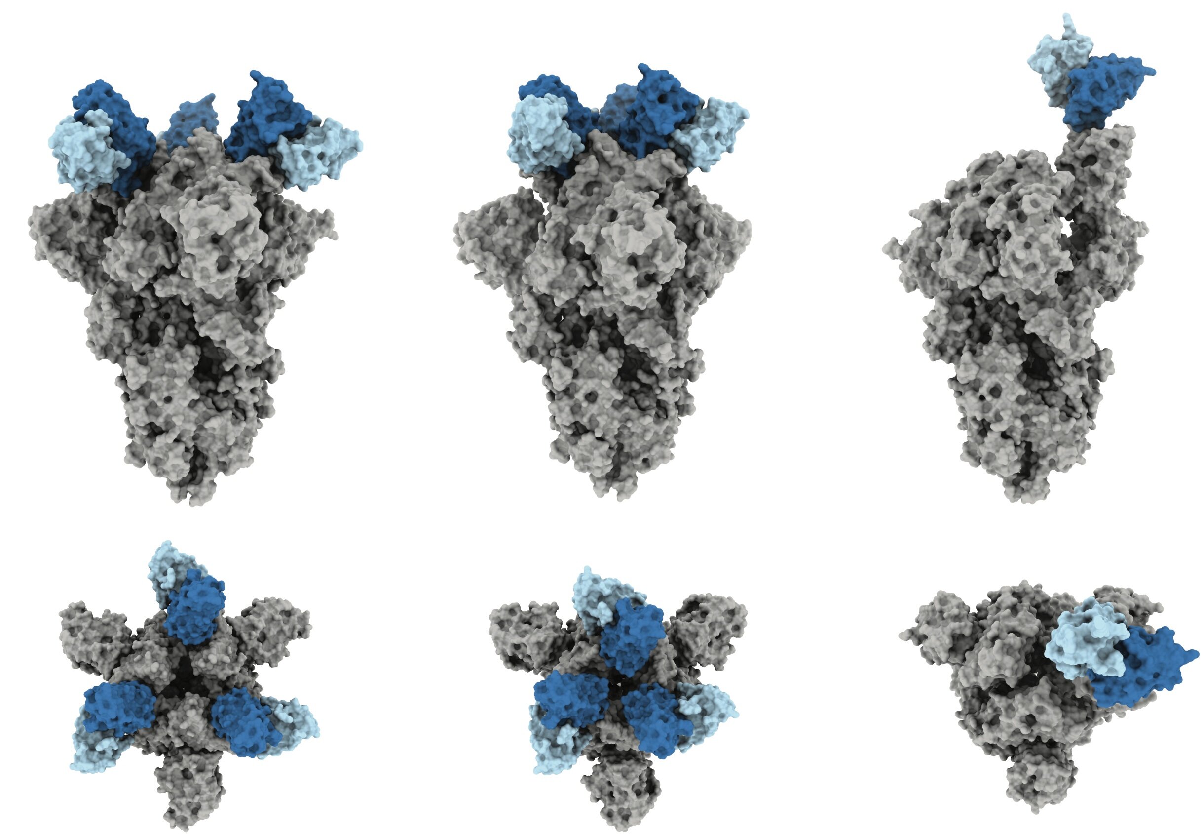 #Scientists explain what makes COVID-19 antibody ‘J08’ so potent