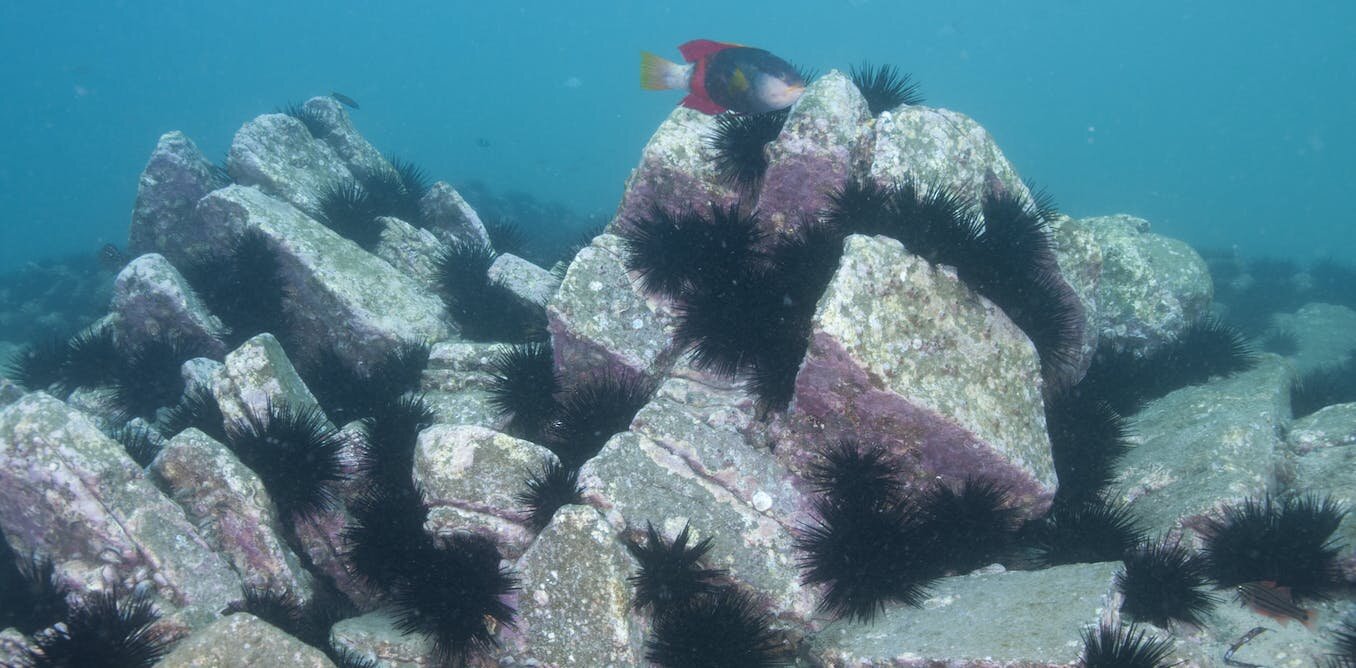 photo of Sea urchins have invaded Tasmania and Victoria, but people can't work out what to do with them image