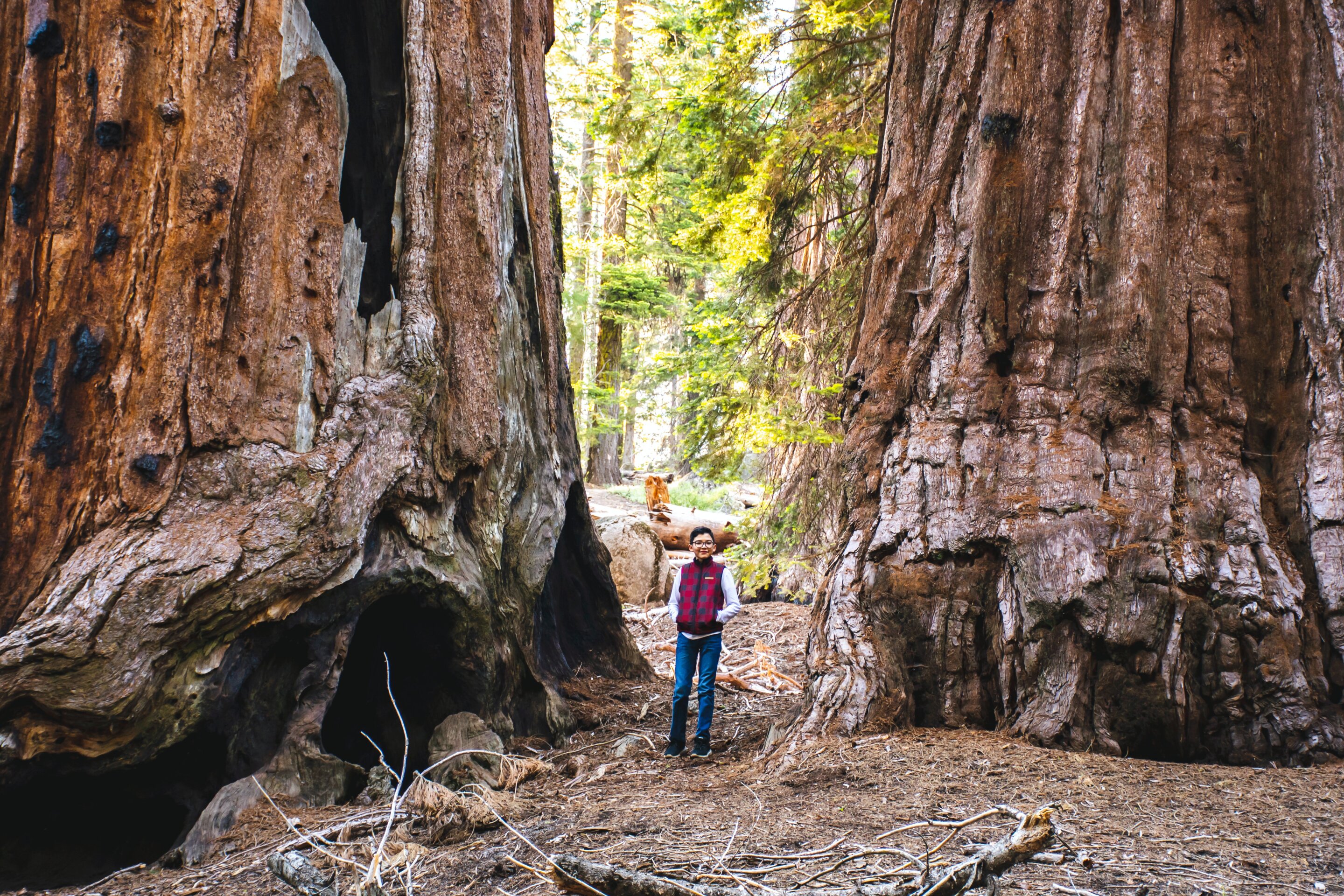 A planned fire threatened lives of two California sequoias; now they are sprouting new life