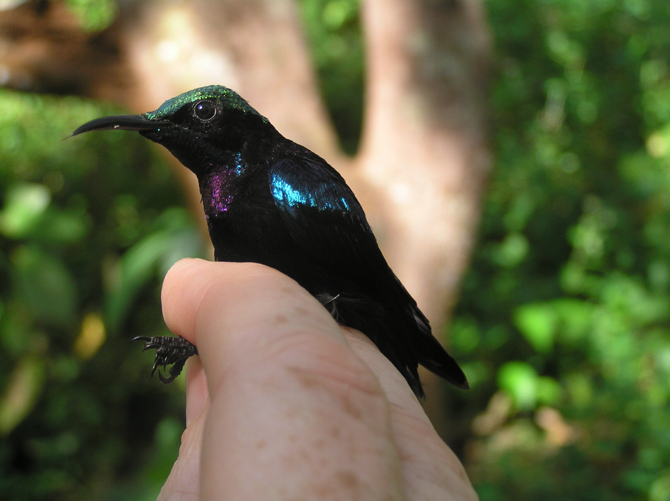 Several beautiful new bird species found on remote Indonesian islands