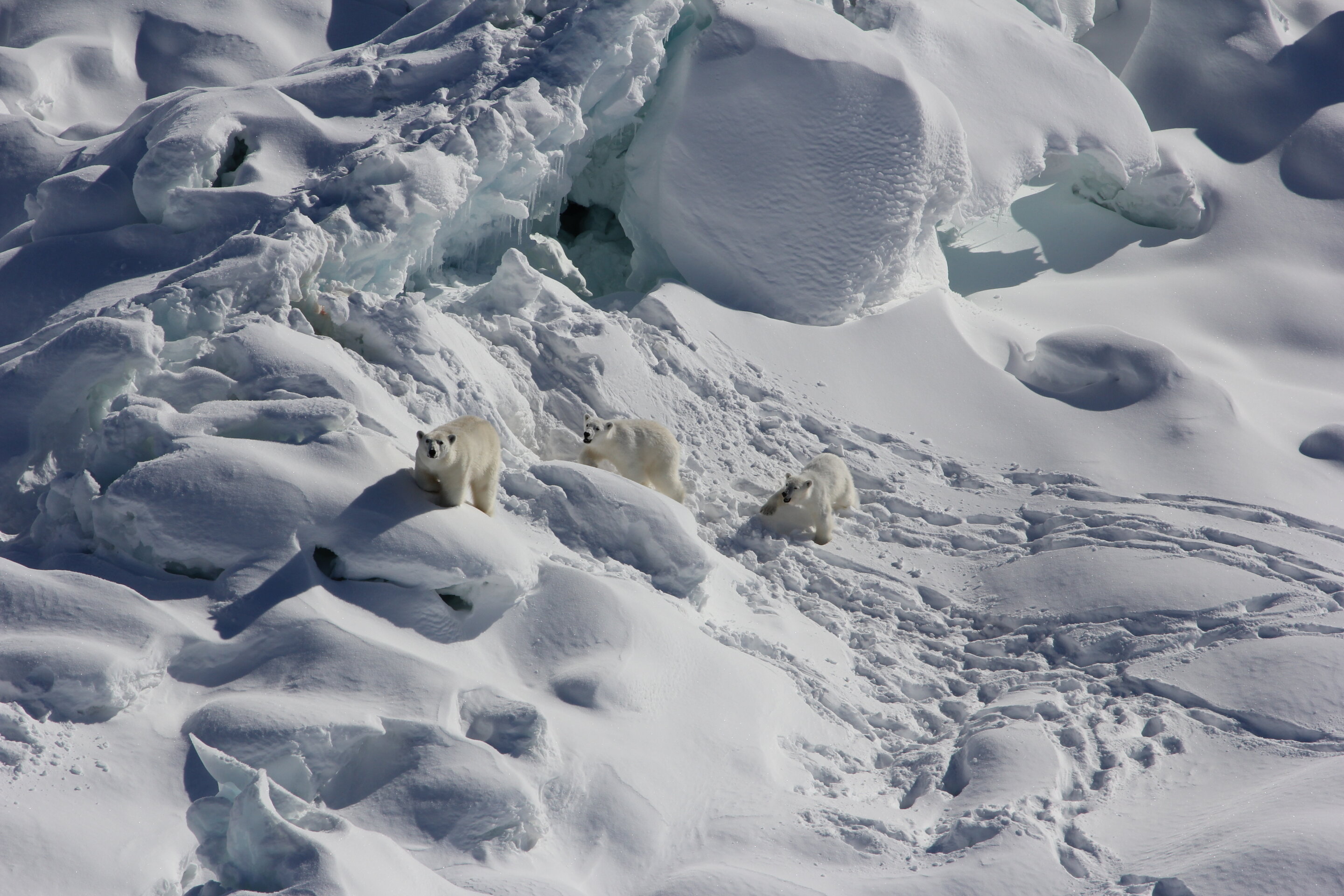 #Shaky oasis for some polar bears found, but not for species