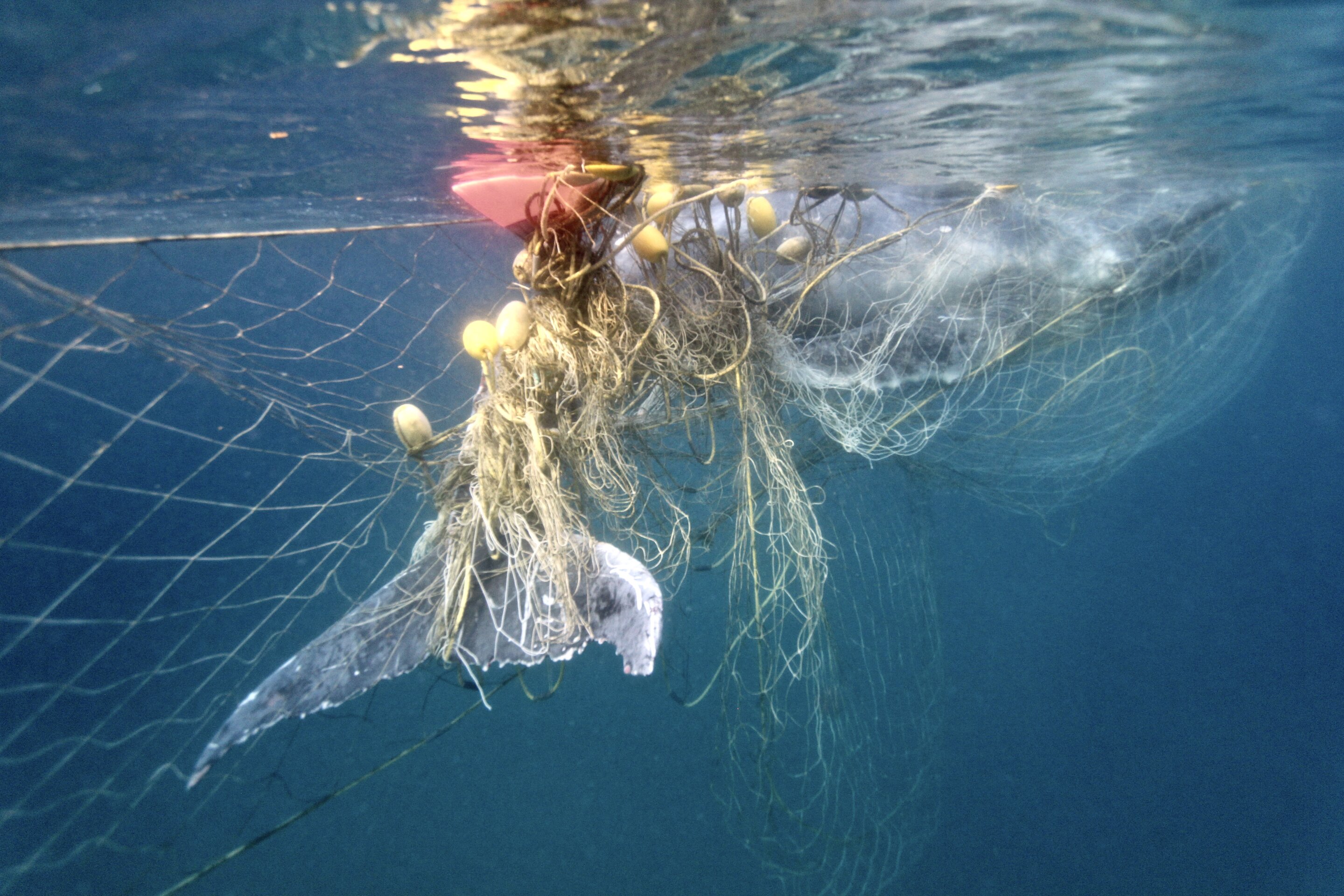 Shark nets remain a deadly obstacle as humpback whales begin their