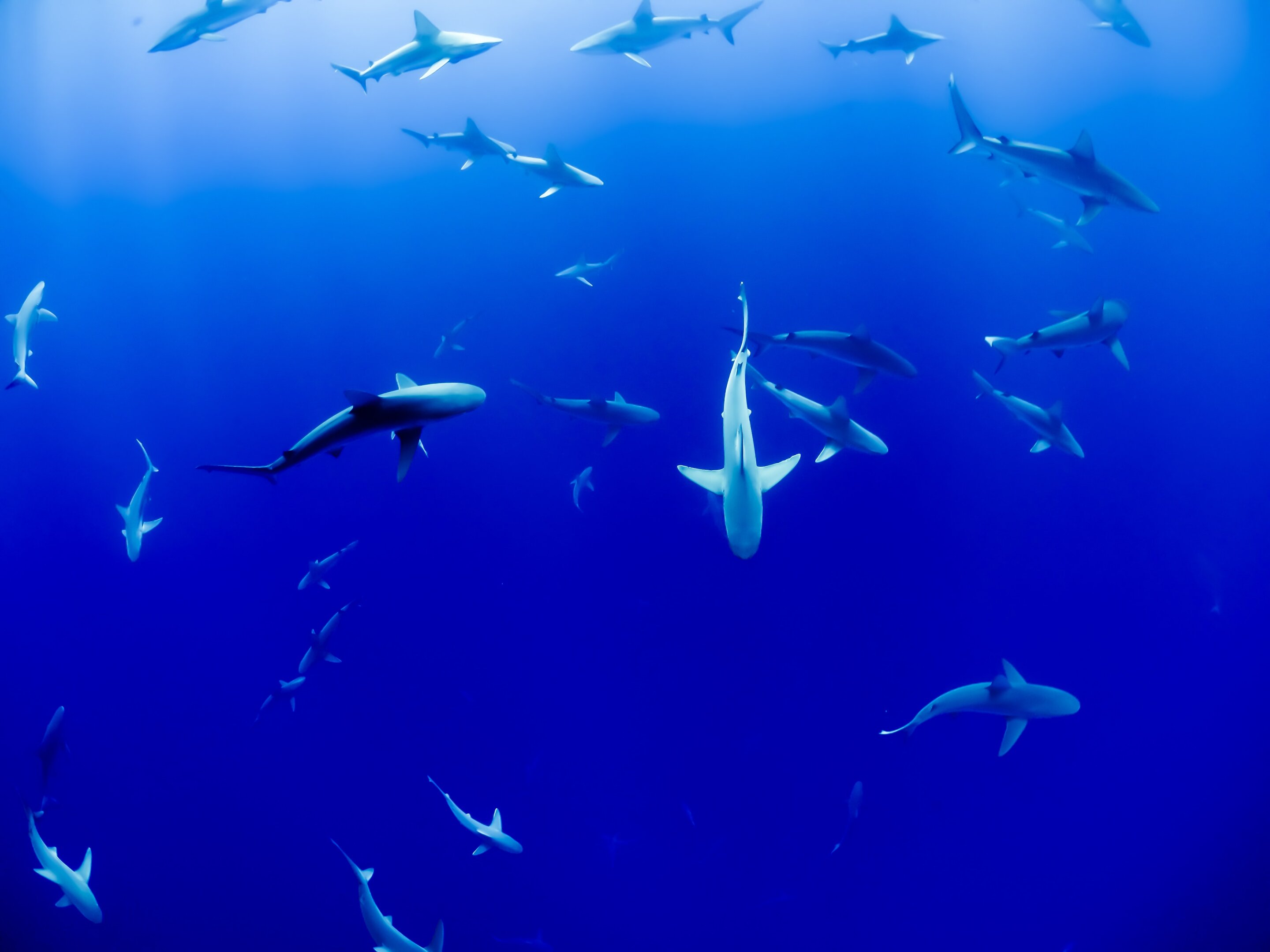 #Climate change negatively affecting school sharks