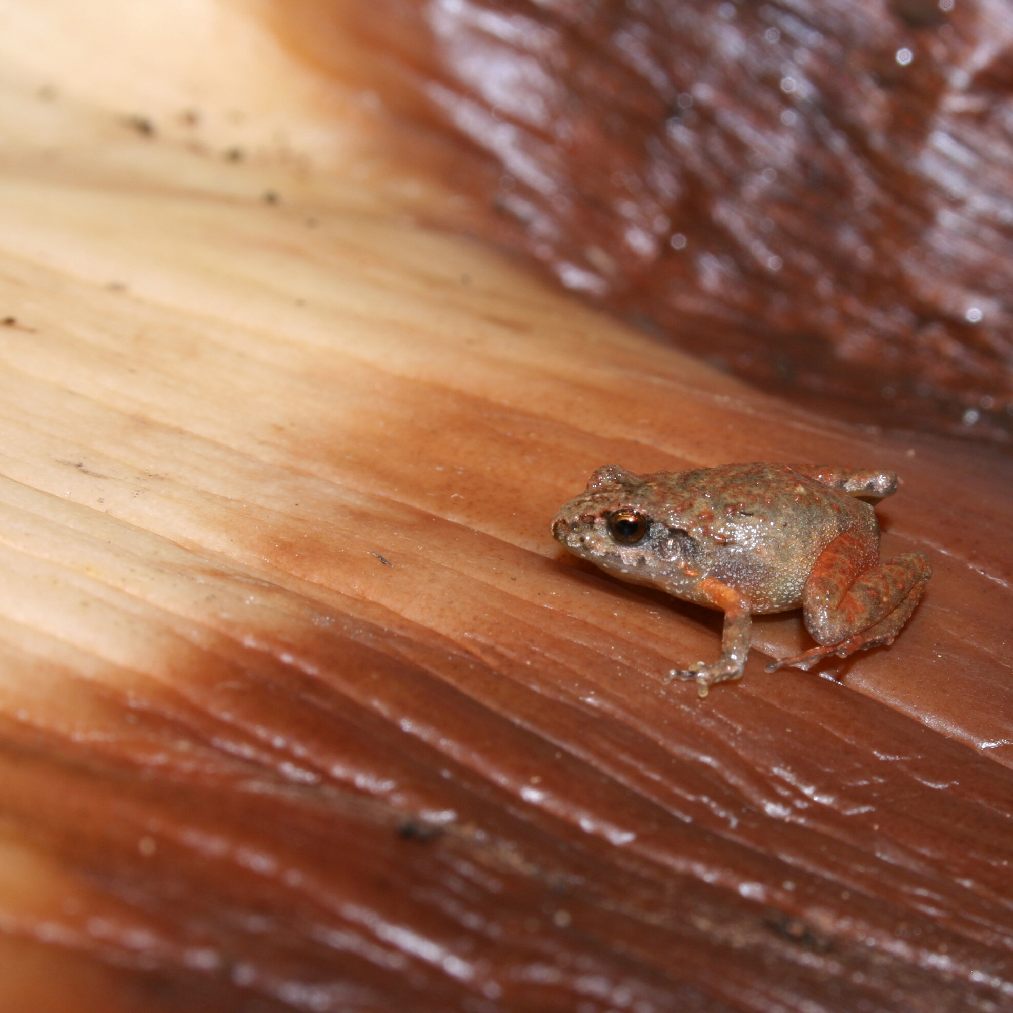 Six new species of tiny frog discovered in Mexico