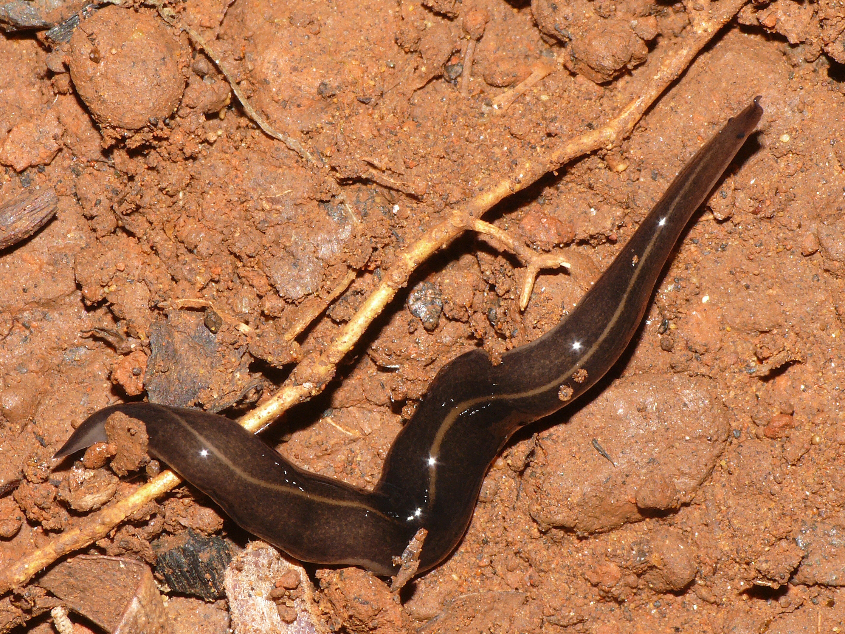 Slugs, snails are not alone in causing rat lungworm disease in humans