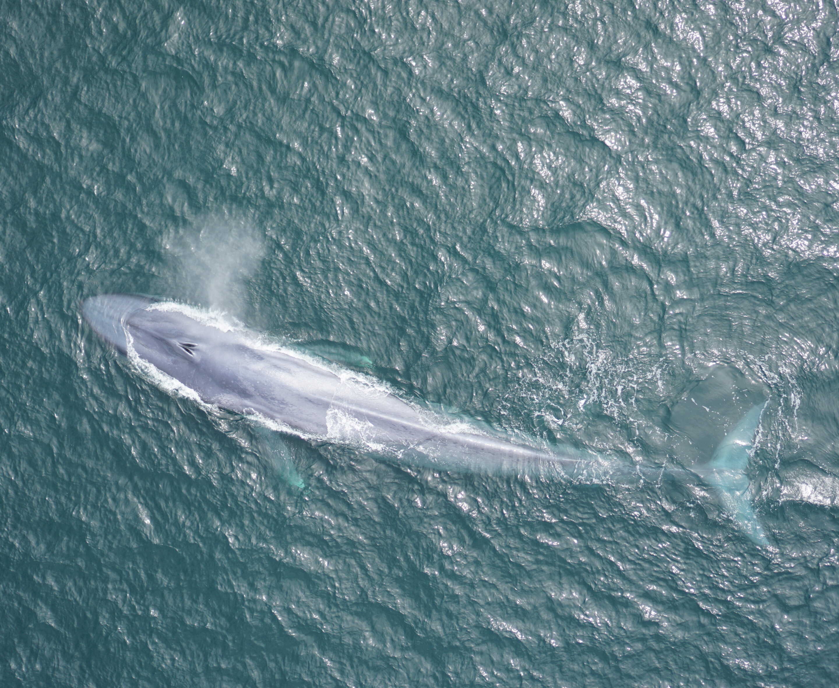 photo of Sound reveals giant blue whales dance with the wind to find food image