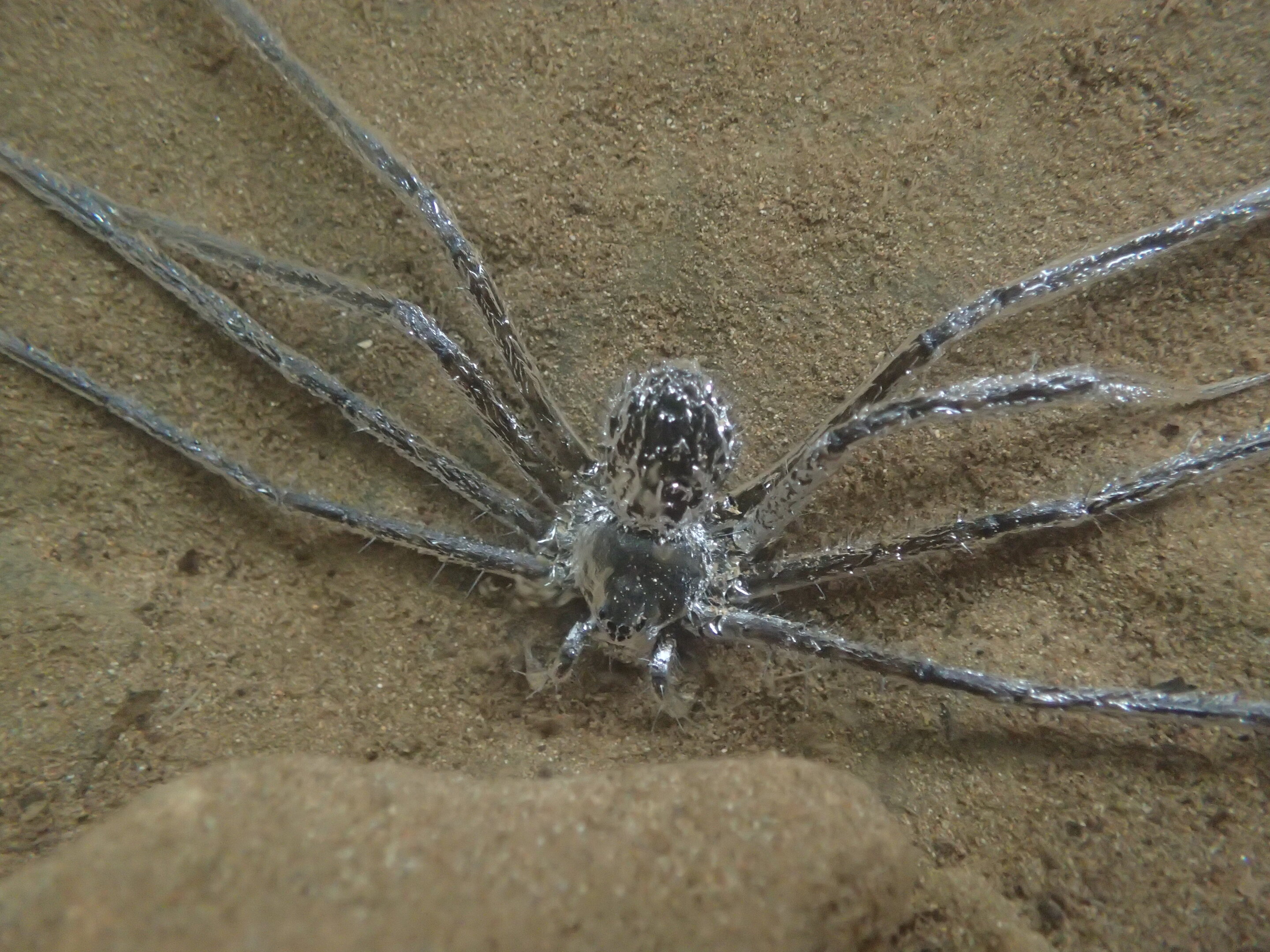 Tropical spider can hide underwater for 30 minutes