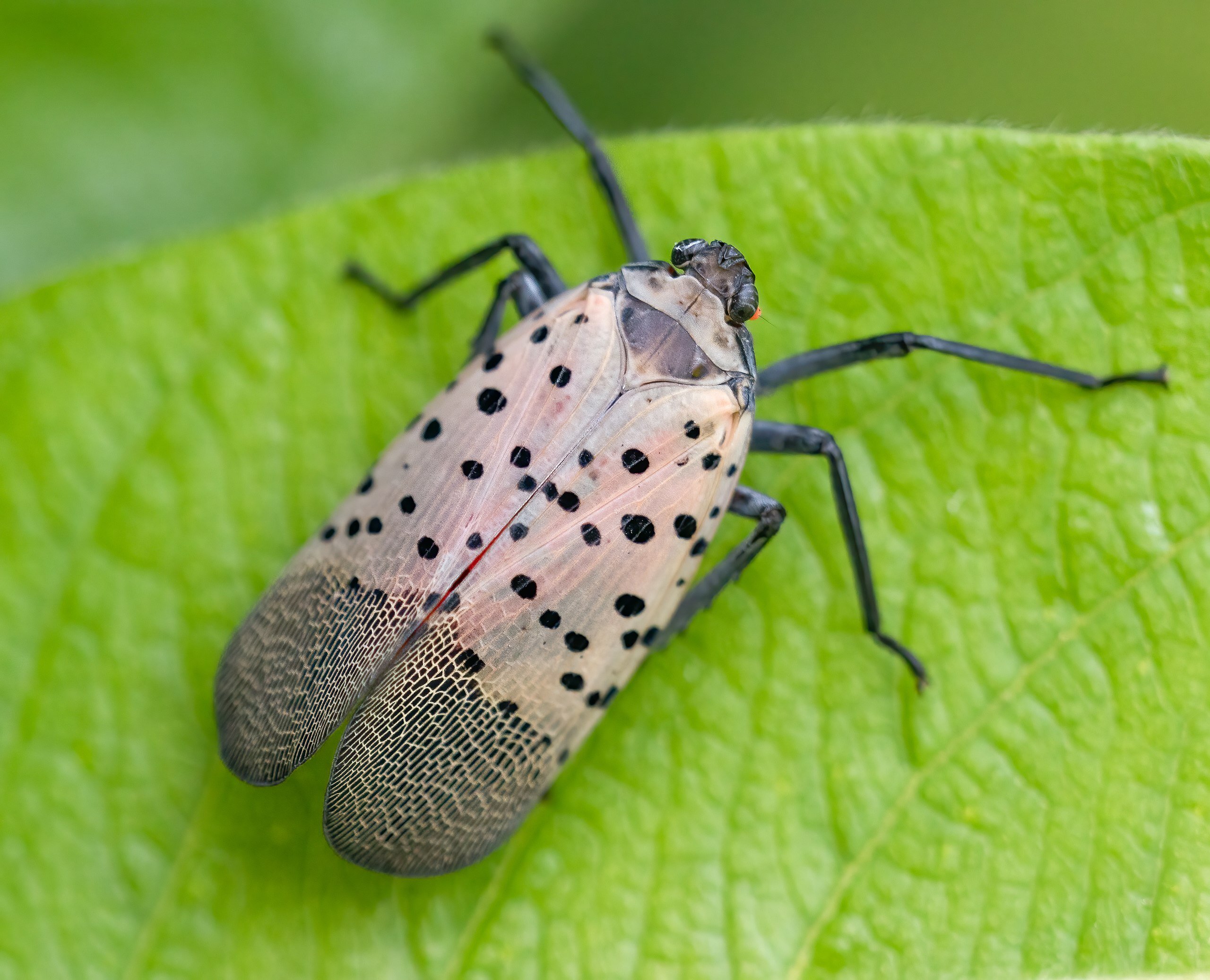 Spotted lanternflies are hatching again image picture