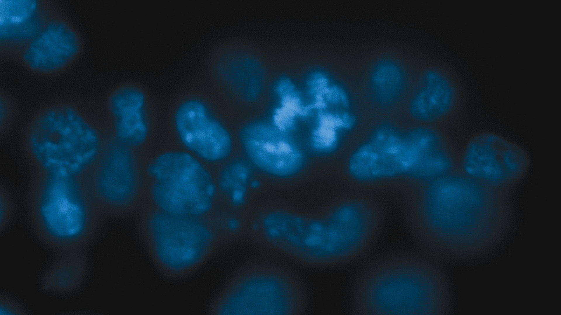 Mice cells. Хромосомы при кошачьем глазе. Tas3 Cell.