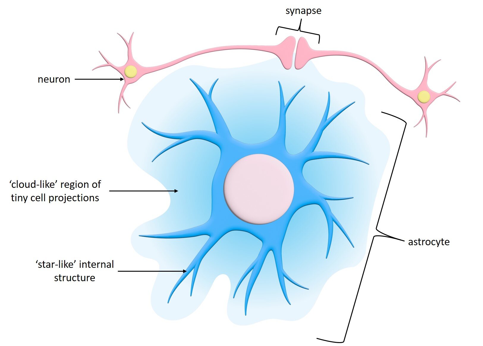 brain cell synapses