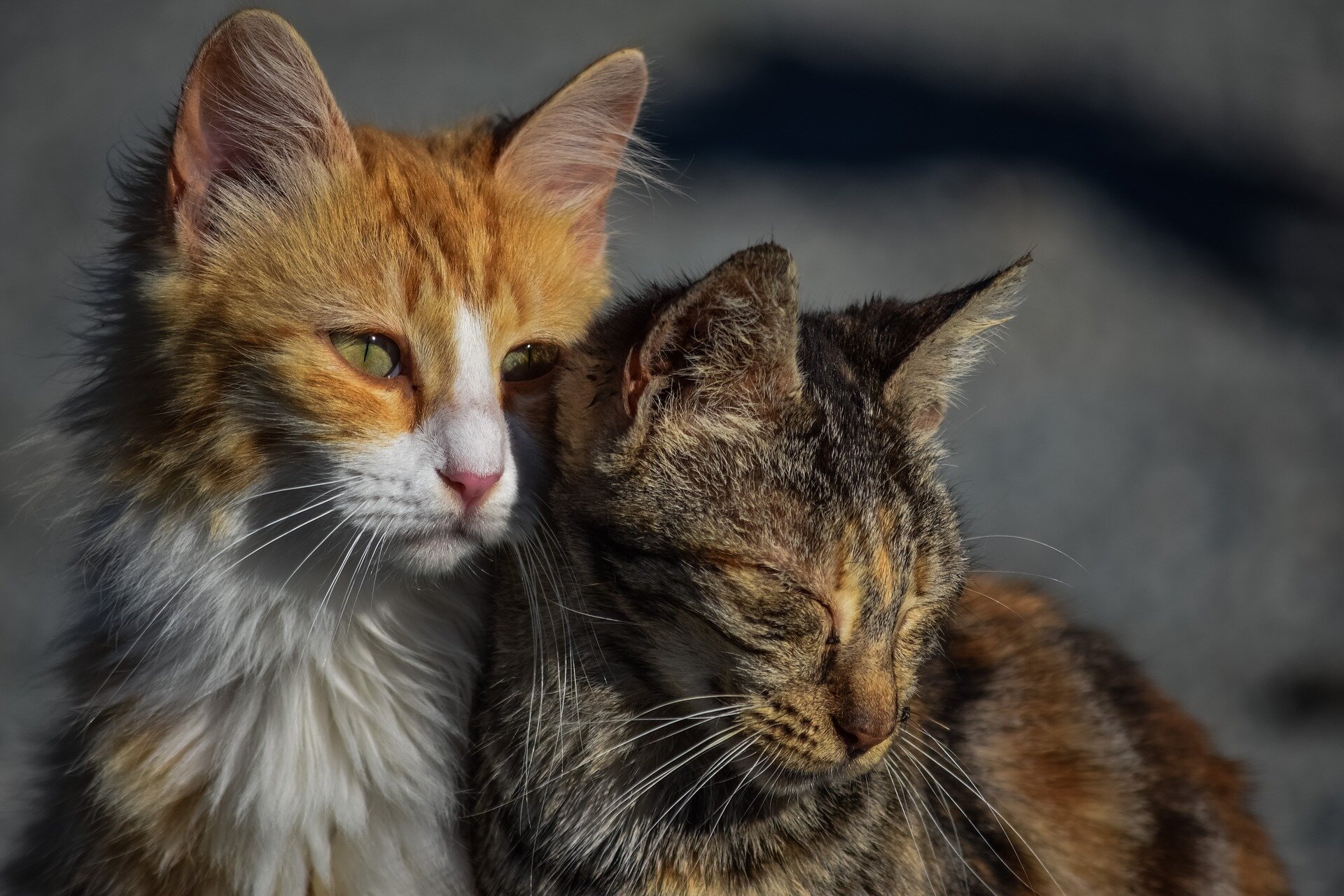 Les félins français se révèlent moins réceptifs aux appels de chats mais réagissent plus rapidement aux signaux visuels.