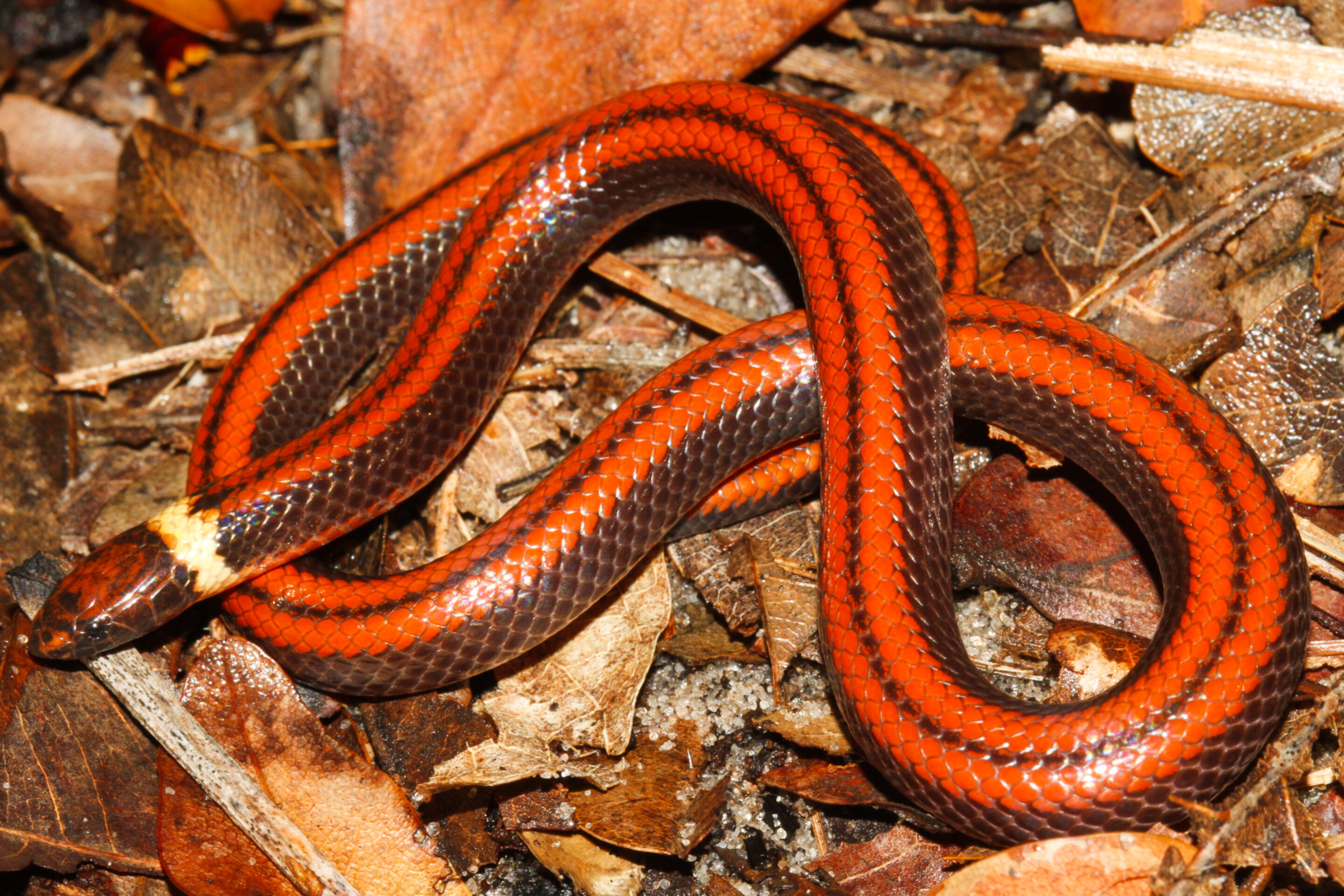 #Striking new snake species discovered in Paraguay