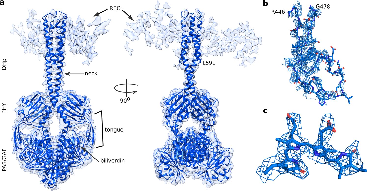 Structure of a bacteriophytochrome in two states revealed