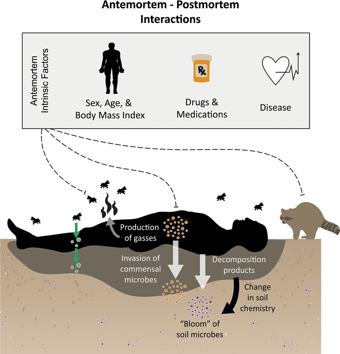 Study connects decomposing body’s BMI to surrounding soil microbes