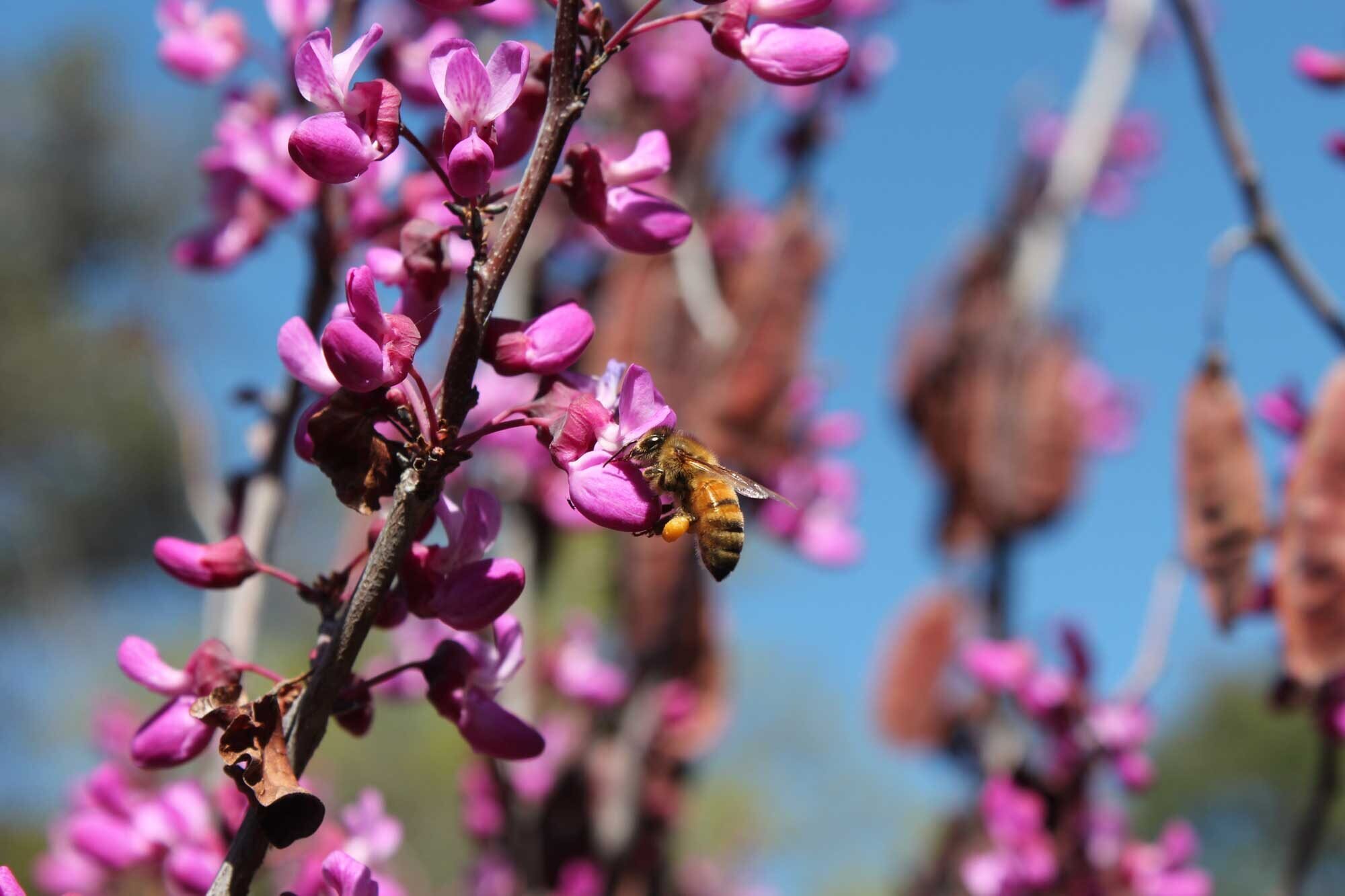 Study finds both habitat quality and biodiversity can impact bee health