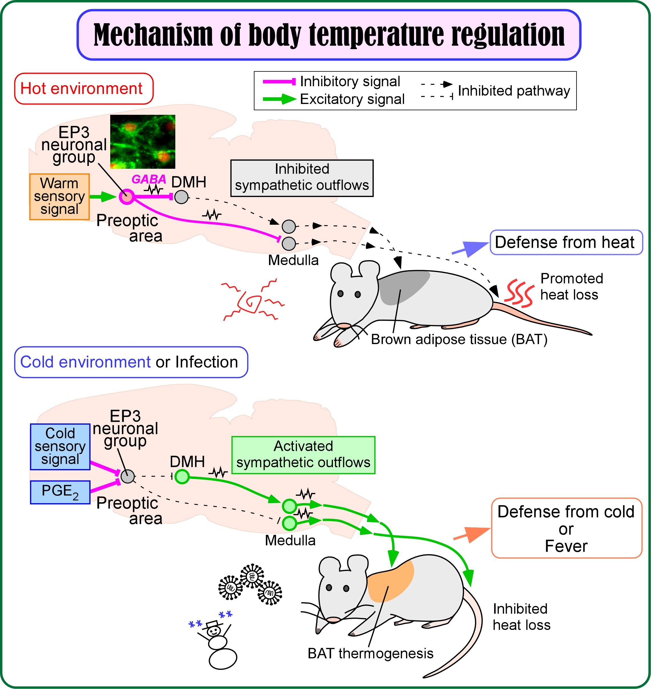 #Study identifies key neurons that maintain normal body temperature in mammals