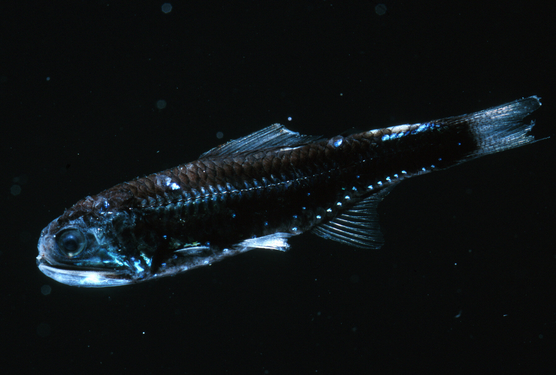 Study reveals how ancient fish colonized the deep sea