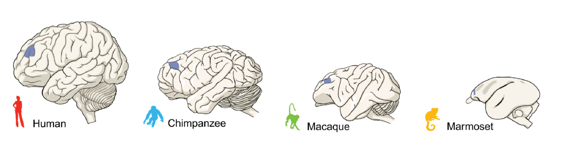 Photo of L’étude montre que les différences entre les cerveaux des primates – humains, singes et singes – sont petites mais significatives
