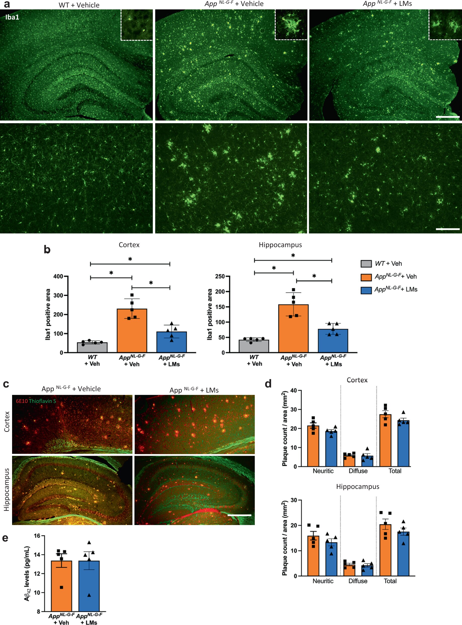 Badanie pokazuje, że Rx nosowy zatrzymuje zaniki pamięci w eksperymentalnym modelu choroby Alzheimera
