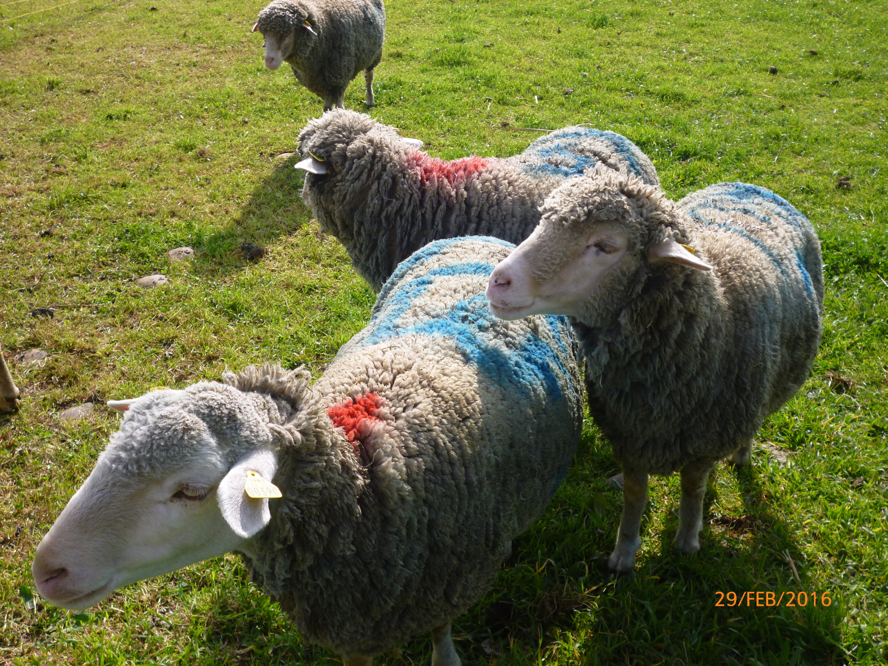 Une étude physique montre que des troupeaux de moutons se relaient avec leur chef et atteignent l’intelligence collective
