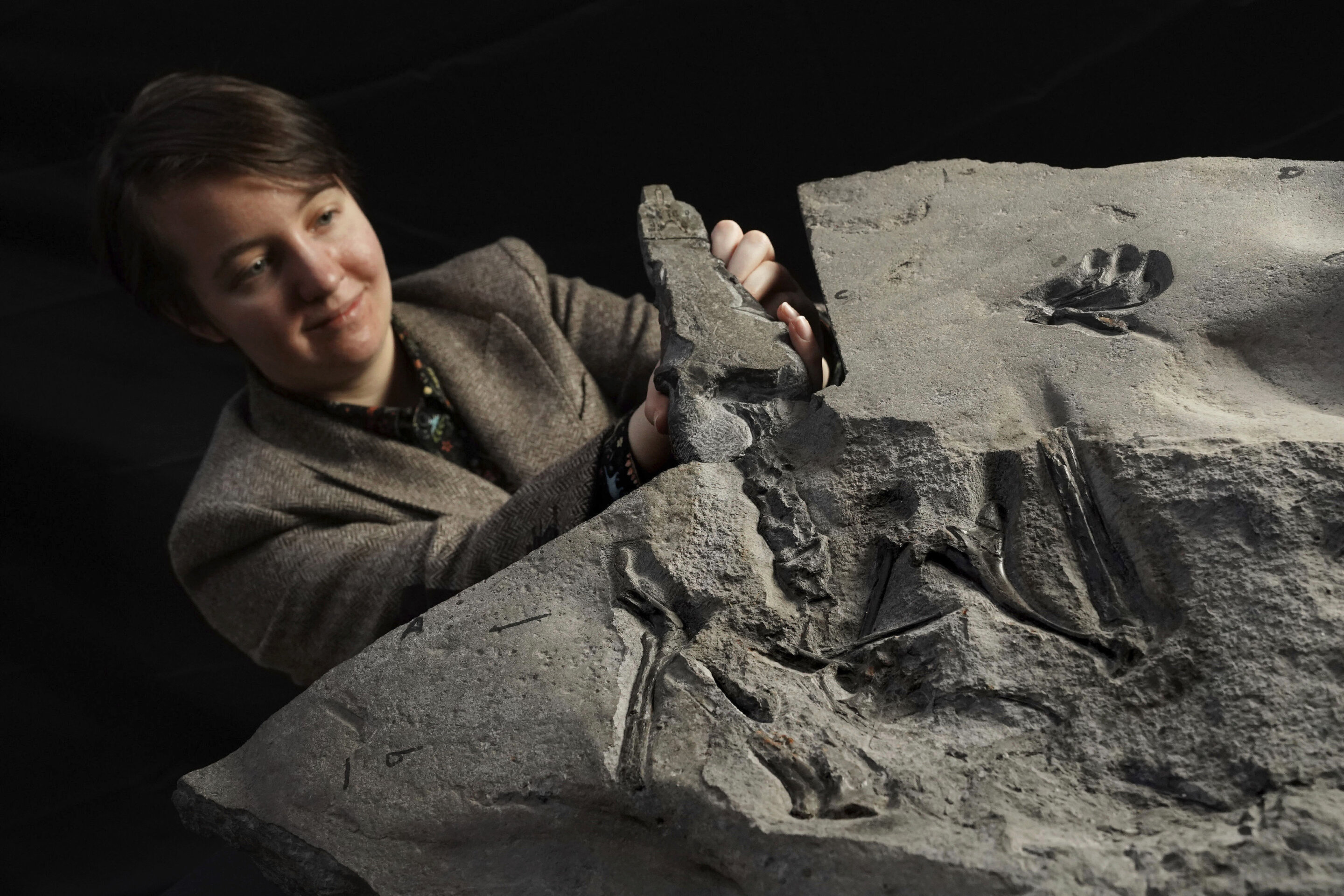 'Superbly preserved' pterosaur fossil unearthed in Scotland