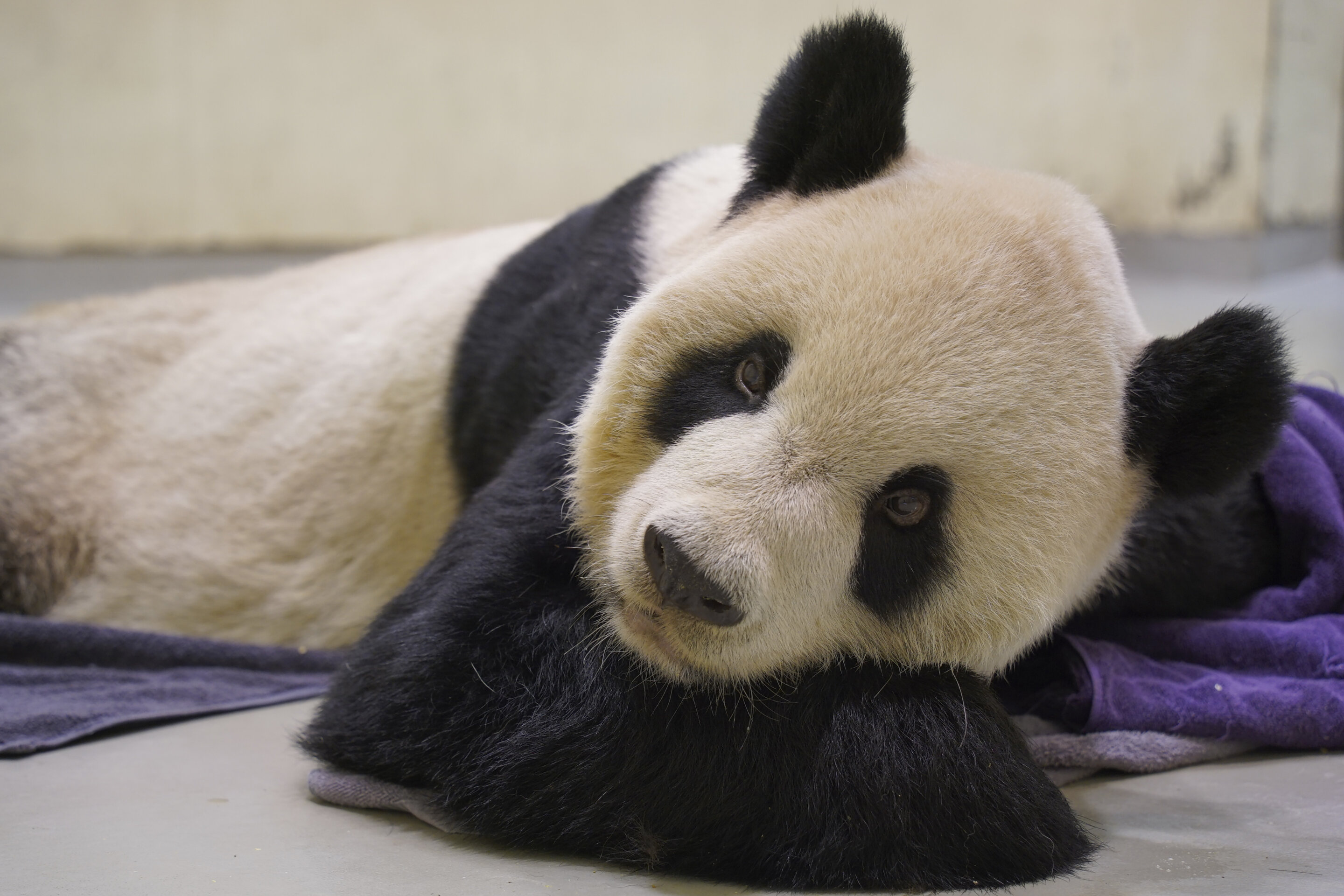 #Symbol of reunion with China, panda Tuan Tuan dies in Taipei