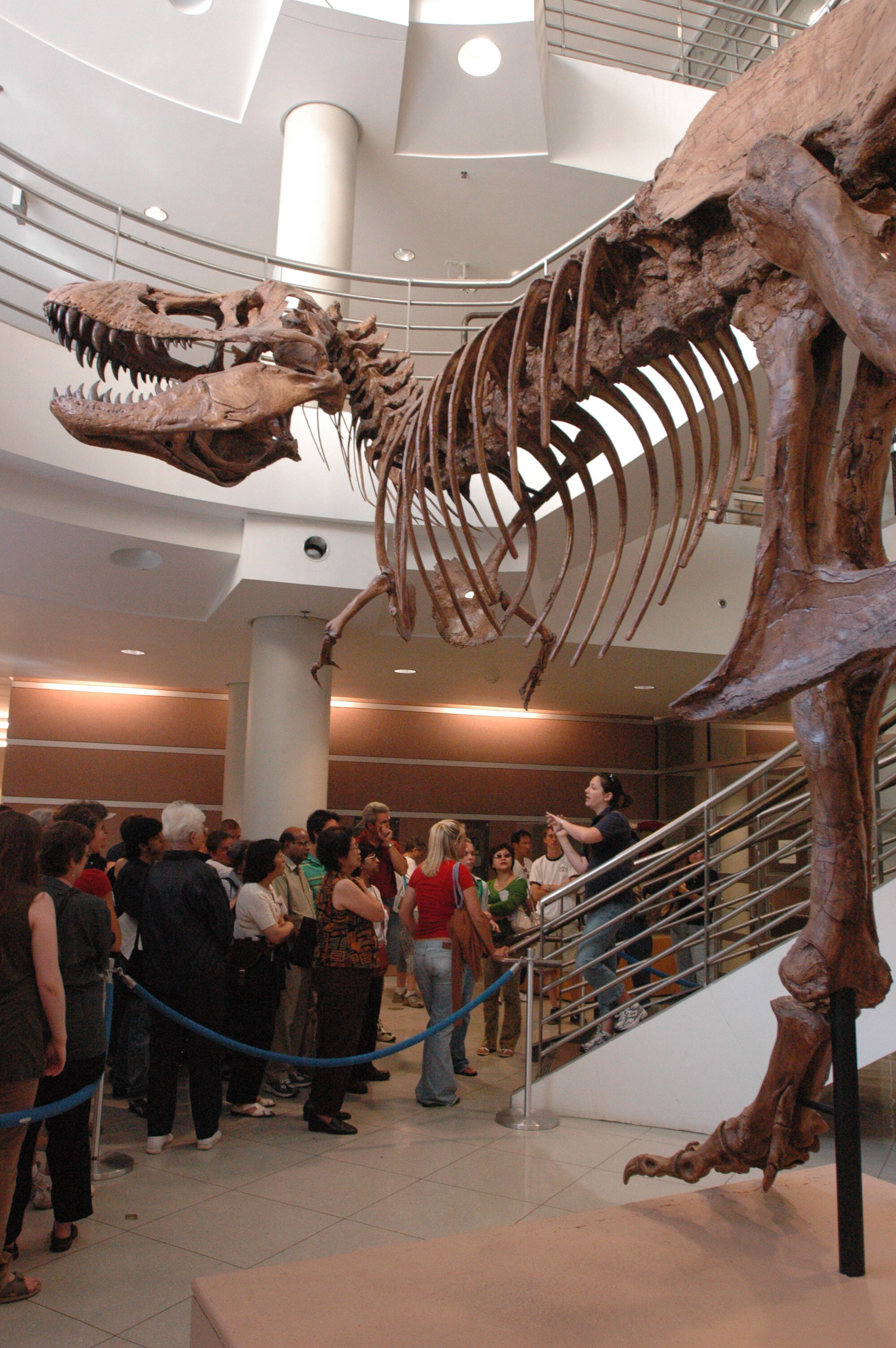 Why T. rex has tiny arms  University of California