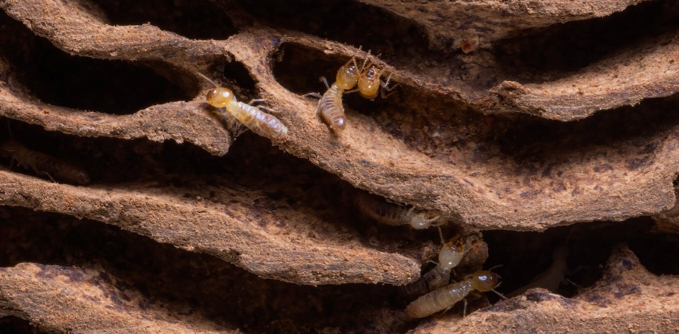Photo of Les termites adorent la serre et mâchent le bois plus rapidement par temps chaud