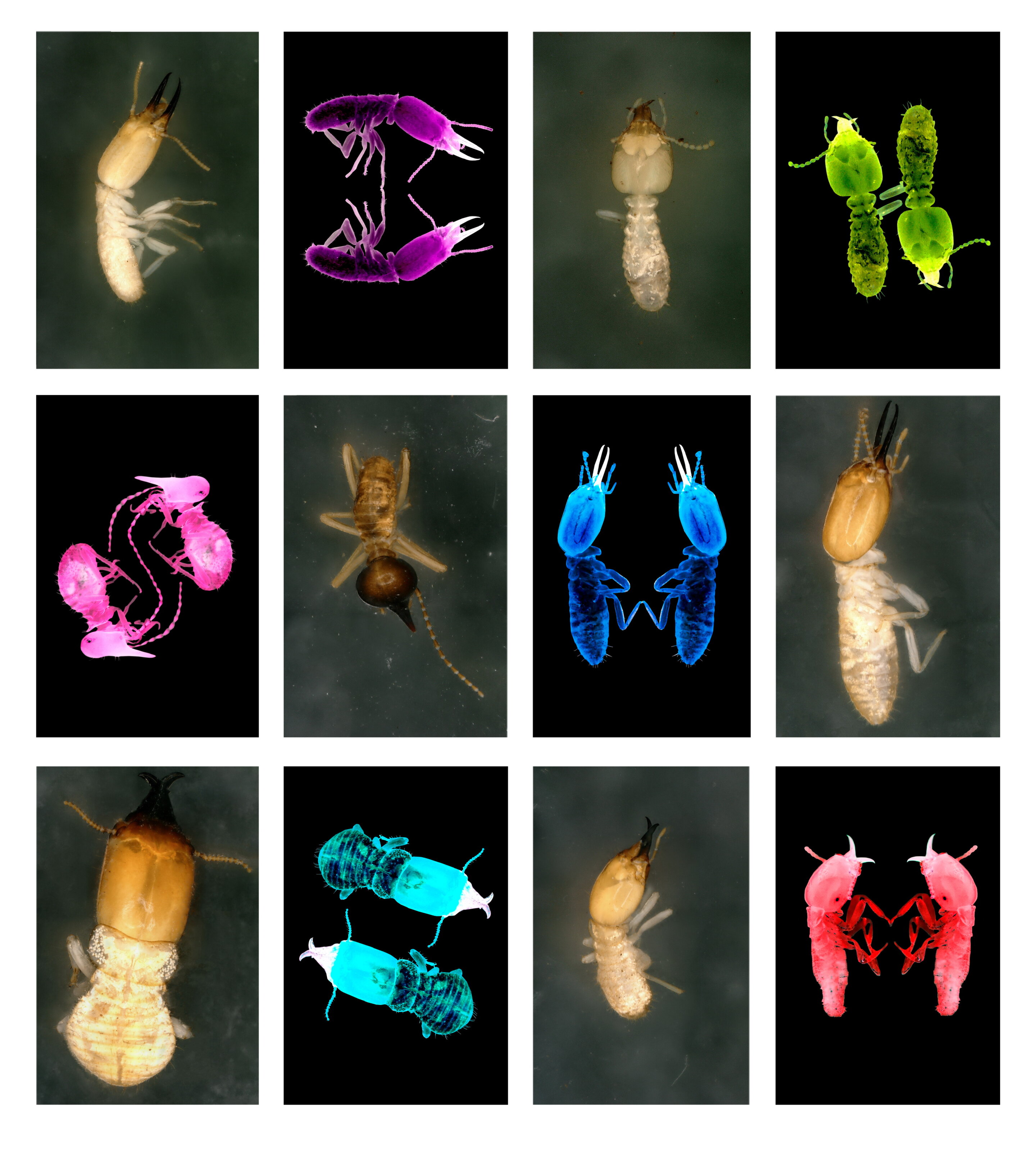 photo of Termites may have a larger role in future ecosystems image