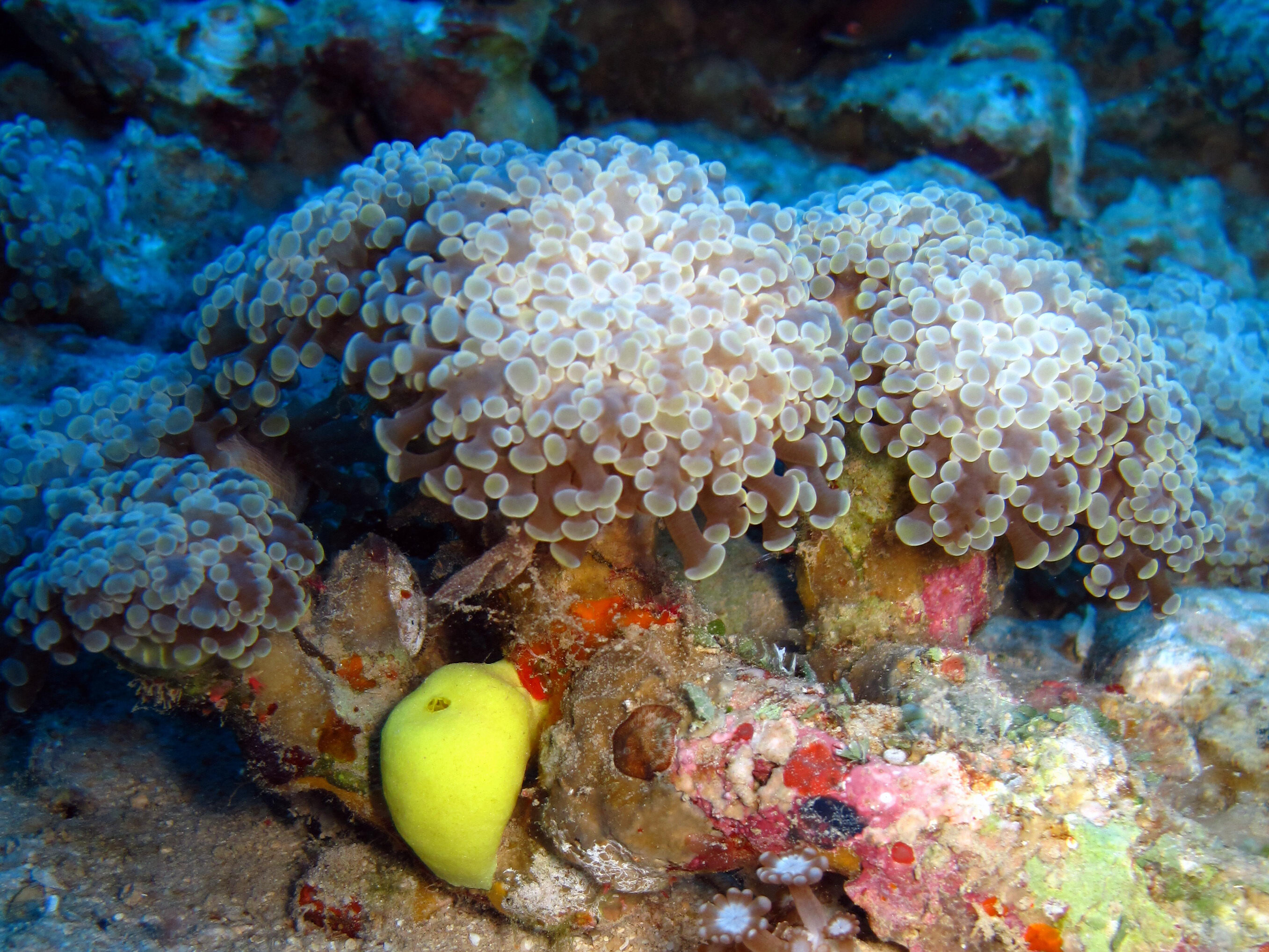 Corals' biological clocks can function even without the algae that nourish them