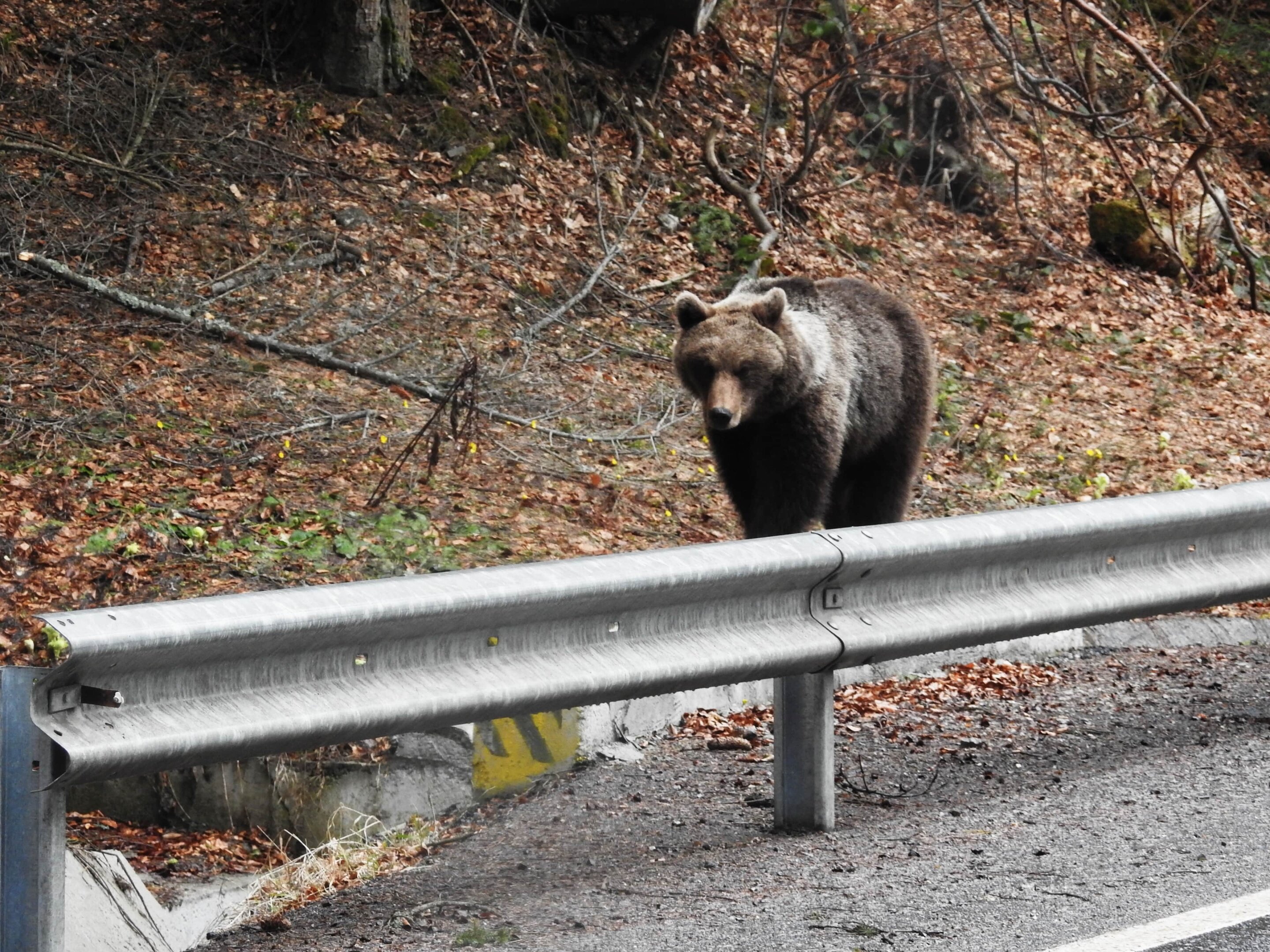 Mediatizarea urșilor bruni din România