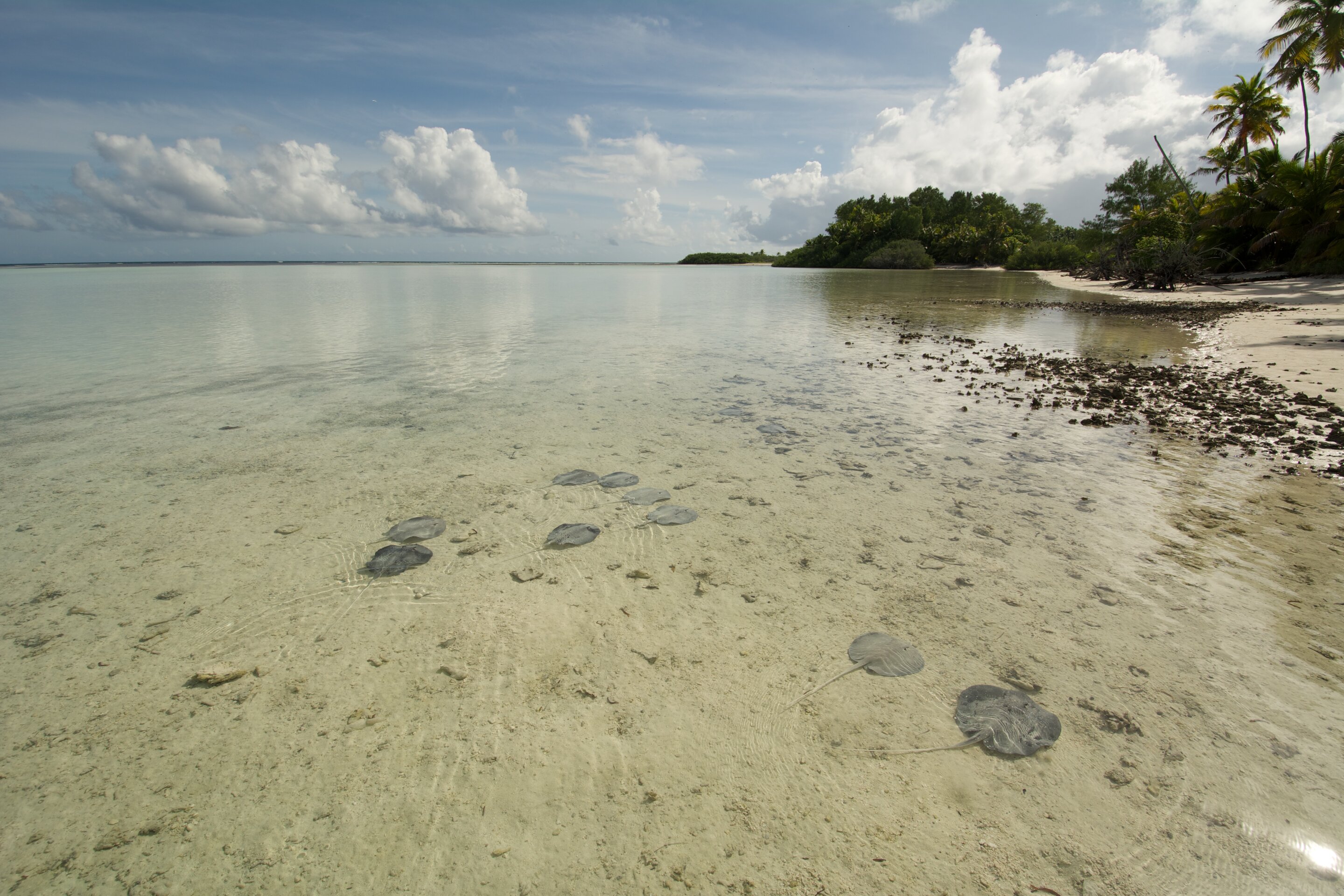 The sanctuary of the shallows: Climate change could affect where Seychelles' stingrays choose to live - Phys.org