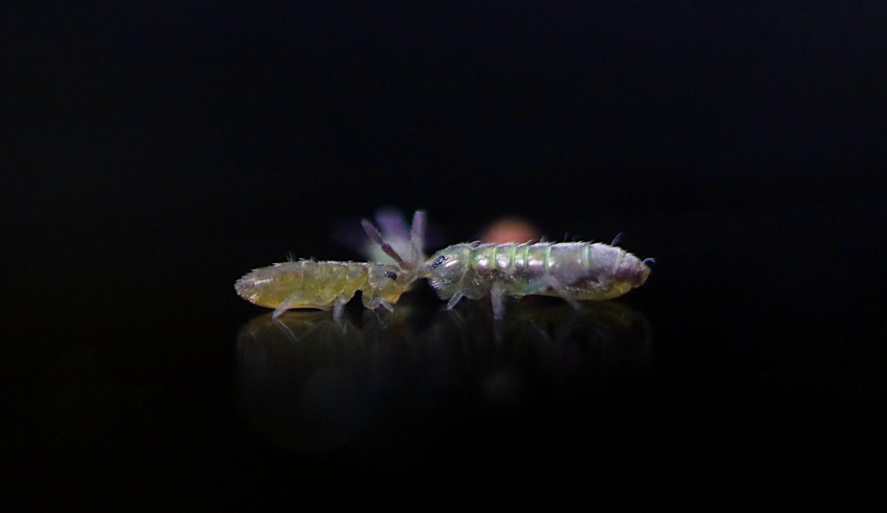 The secret to the skillful skydiving of wingless springtails