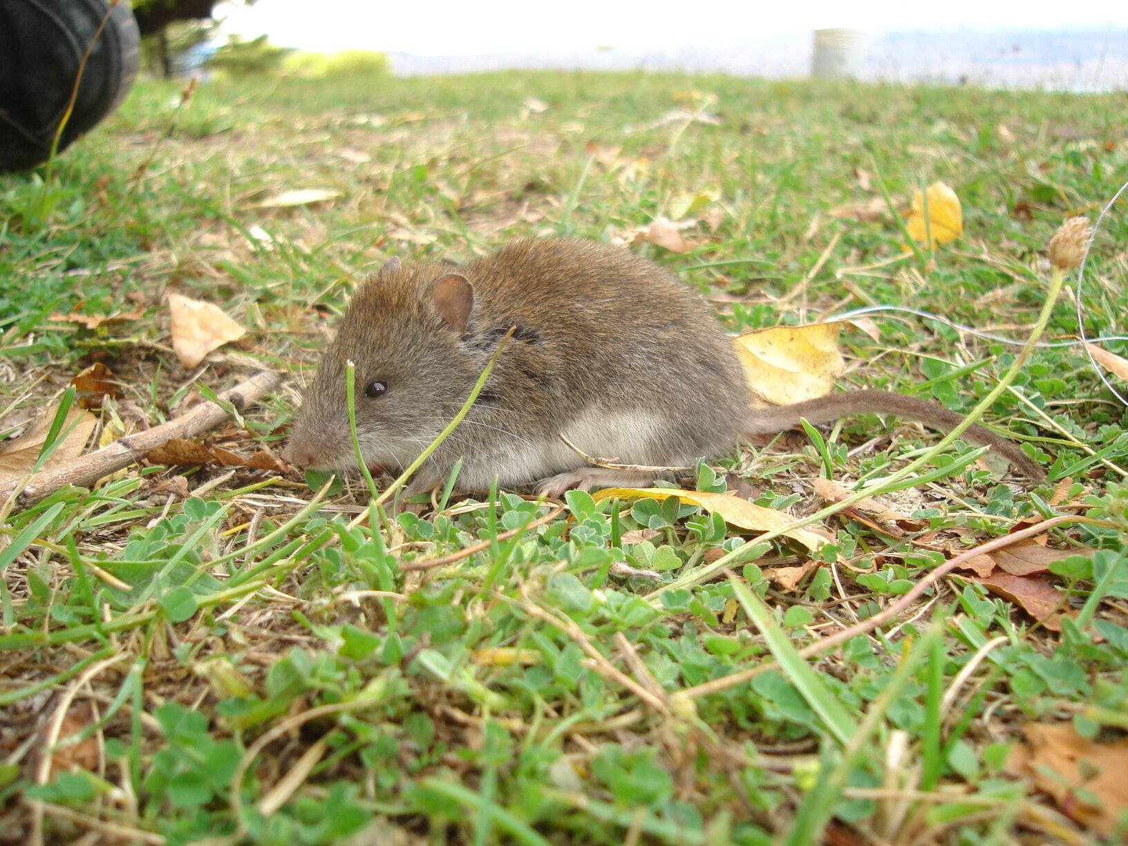 These mice grow bigger on the rainier sides of mountains: It might be a new rule of nature