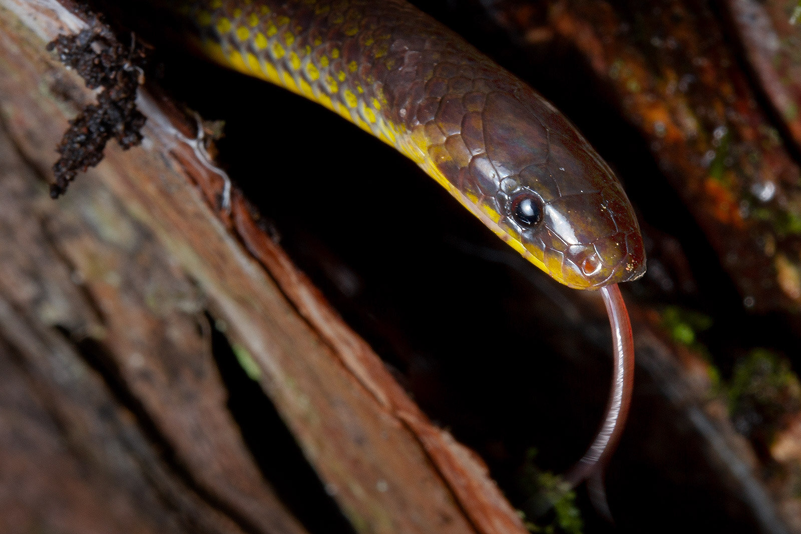 What Can 26,000 Snakes Teach Us About Climate Change? - Atlas Obscura
