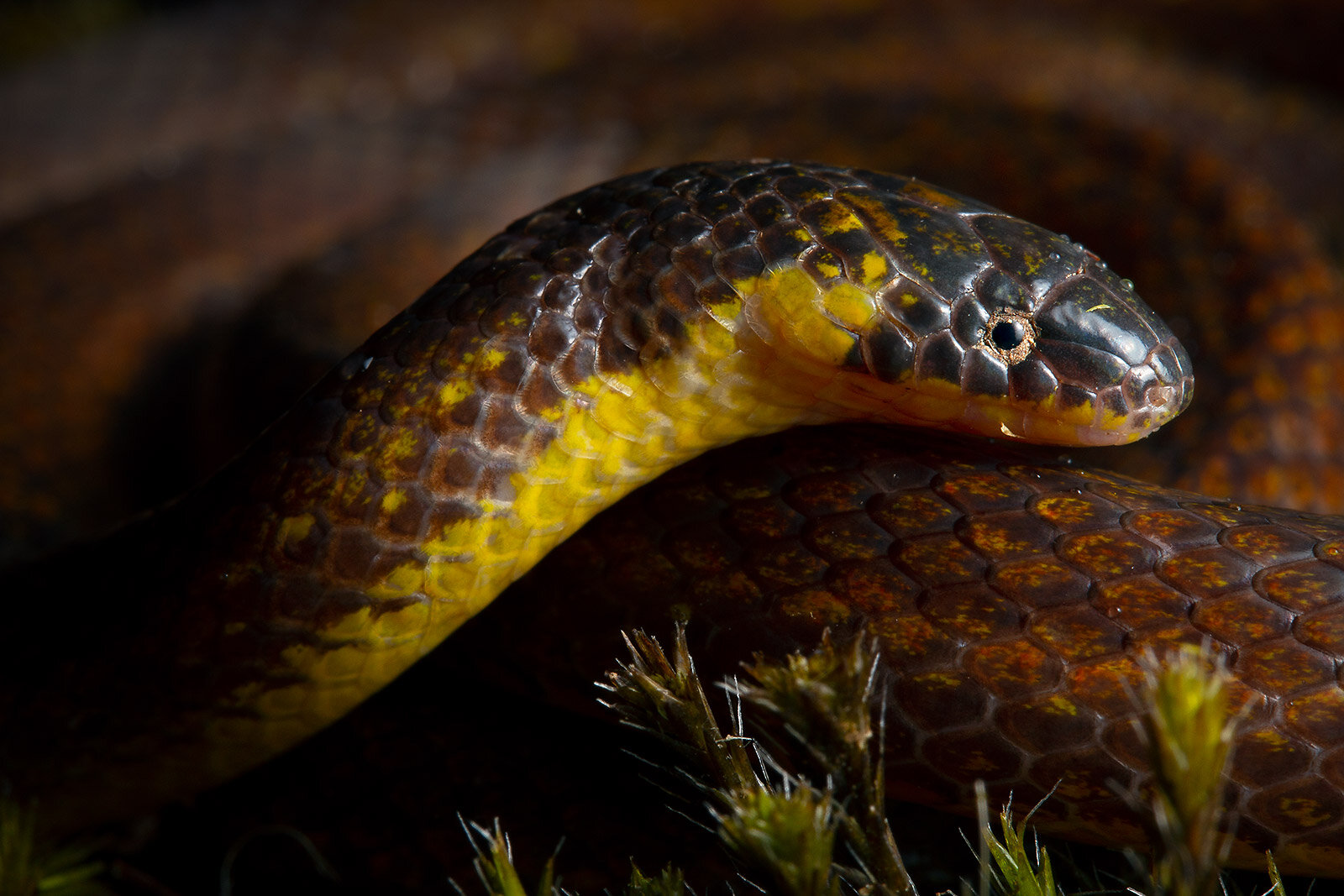 What Can 26,000 Snakes Teach Us About Climate Change? - Atlas Obscura