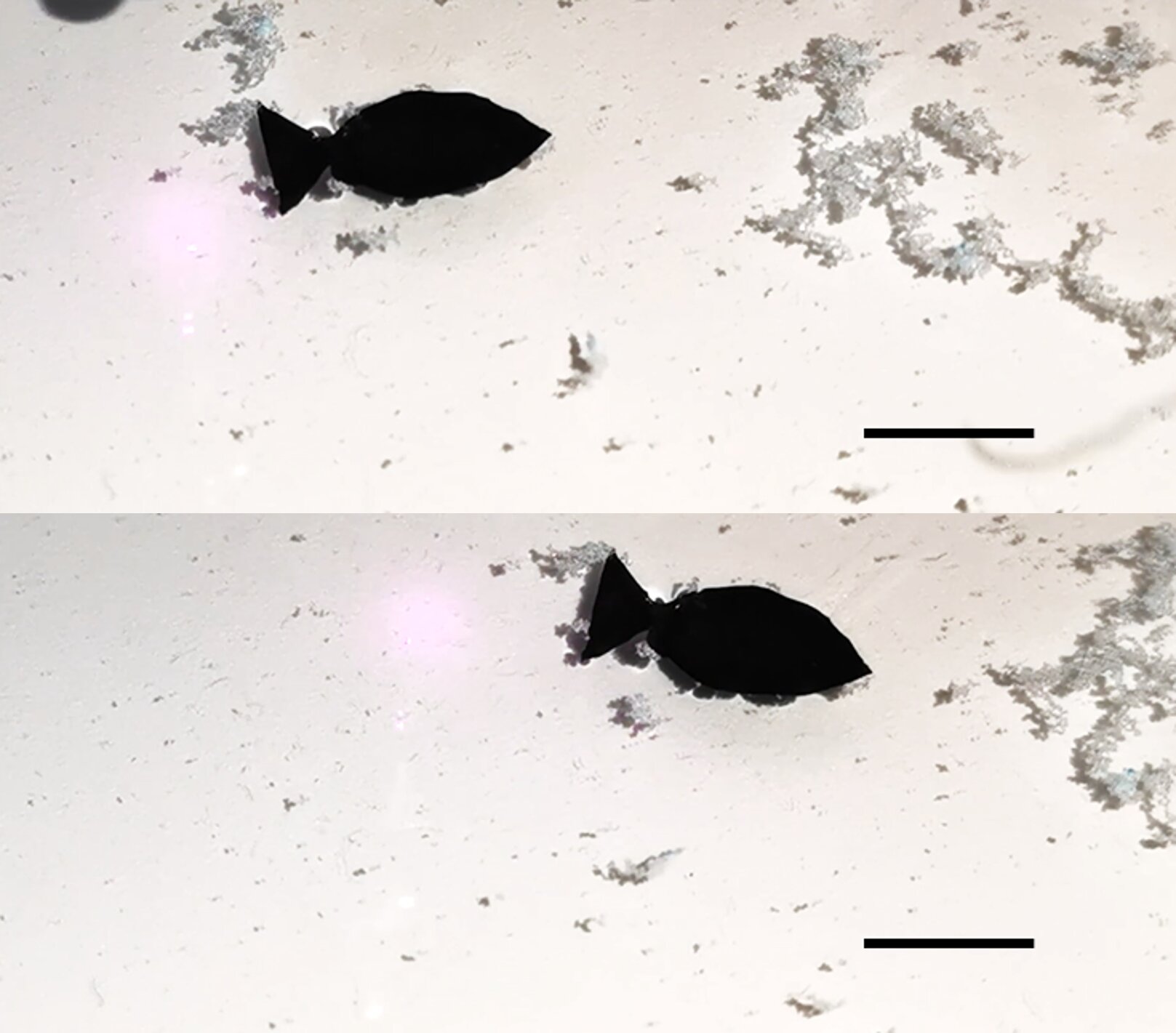 Tiny fish-shaped robot 'swims' around picking up microplastics