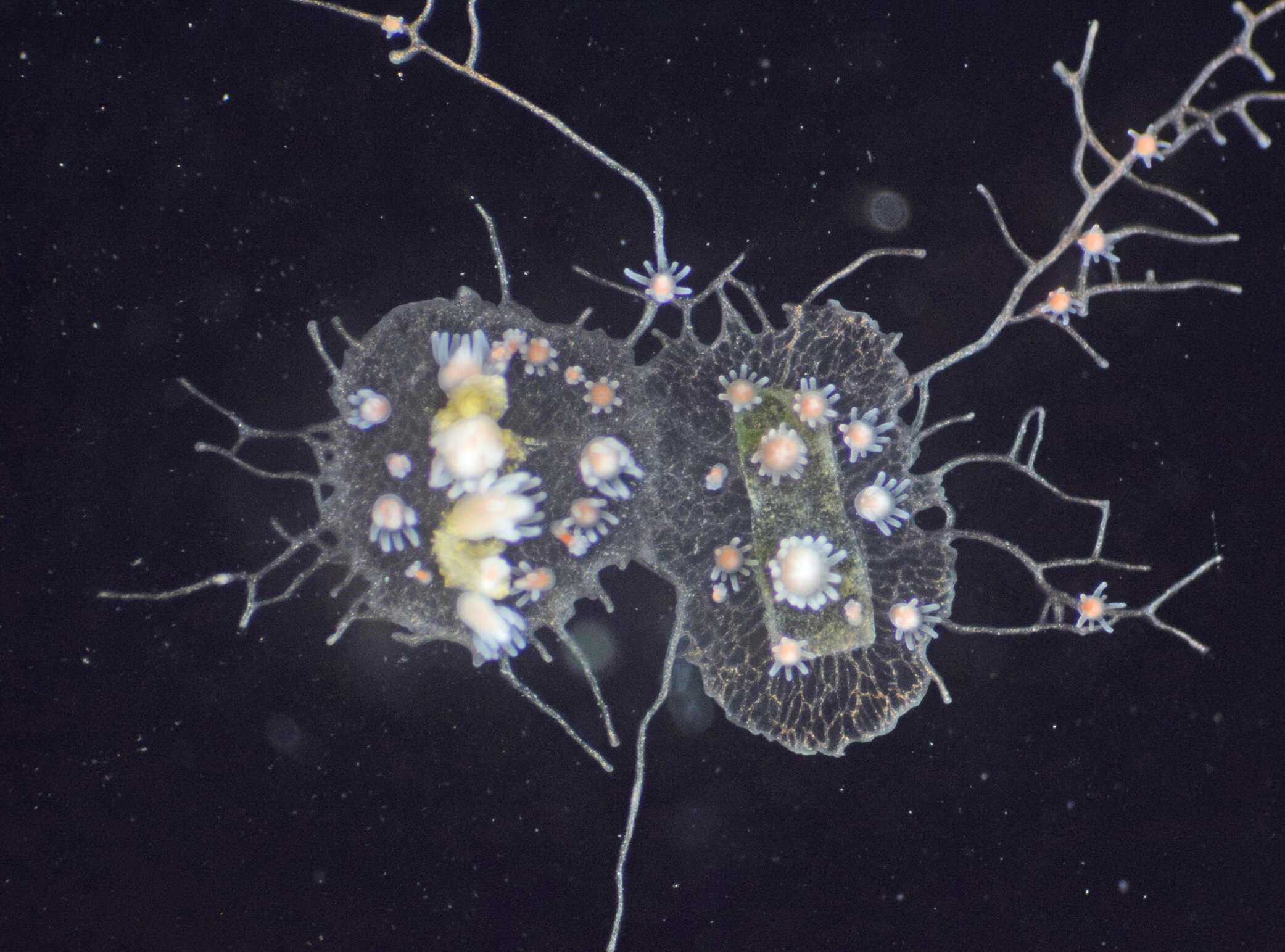 Tiny sea creature's genes shed light on evolution of immunity