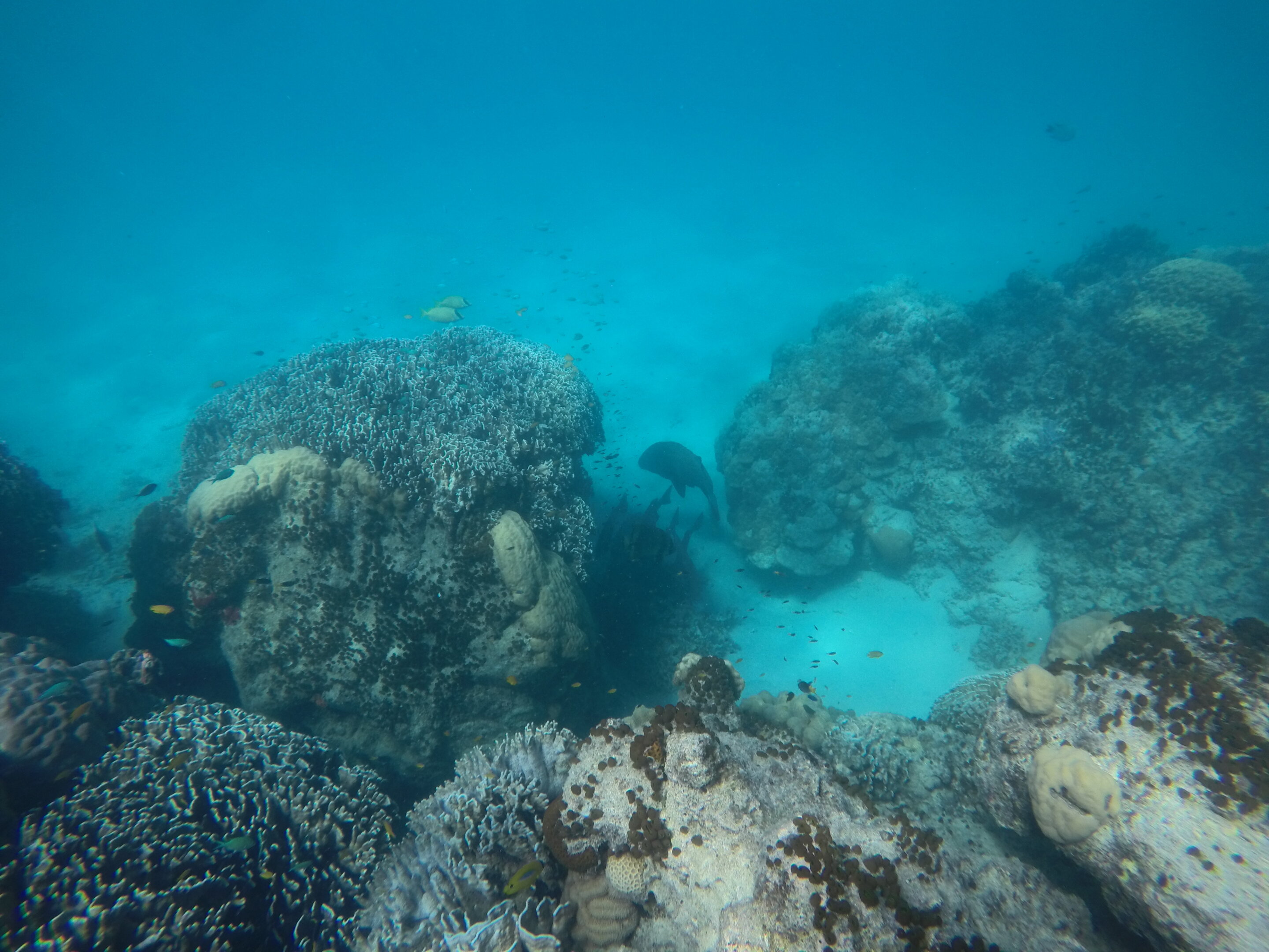 'Traffic calming' boosts breeding on coral reefs