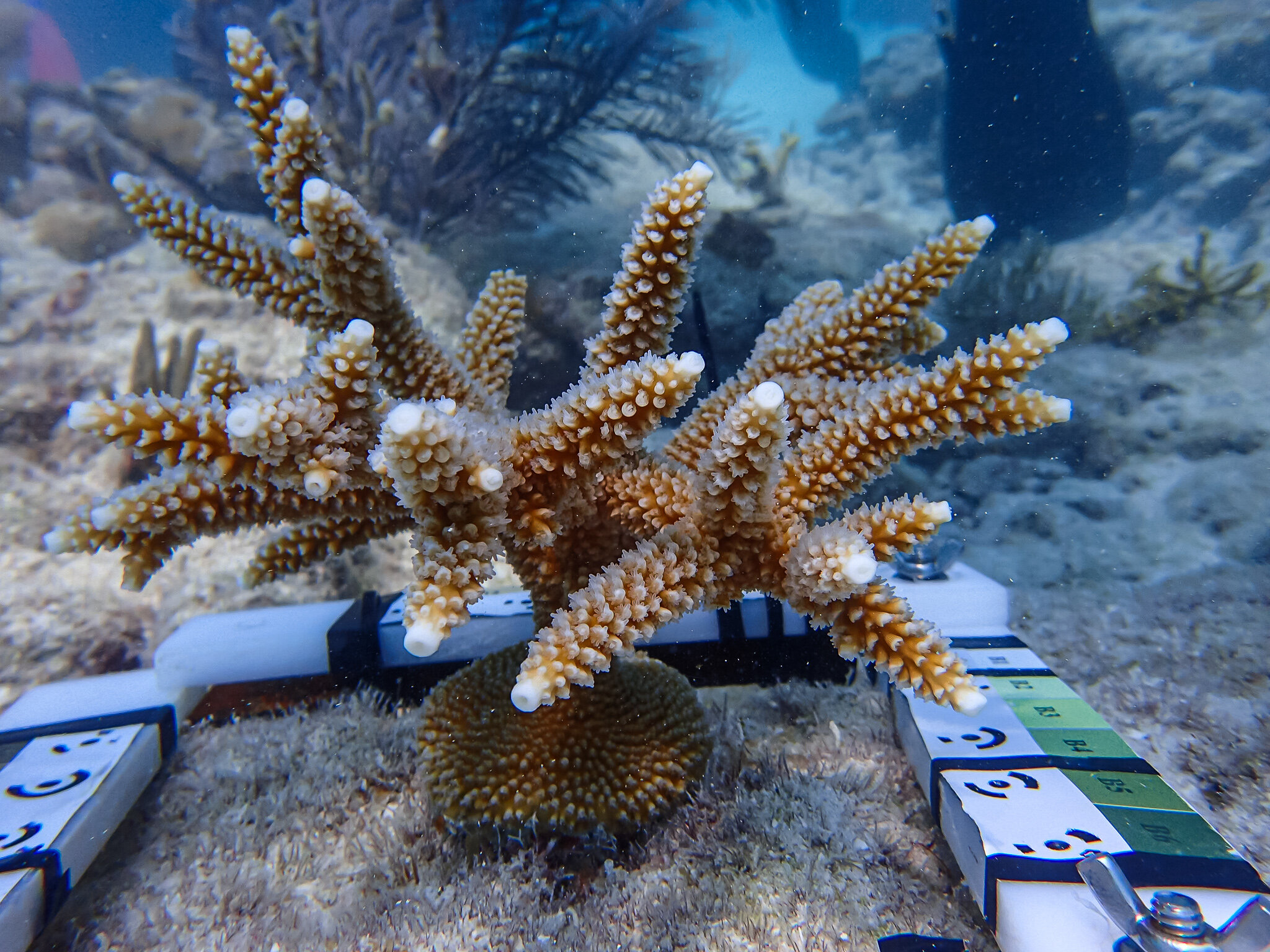 What do good investing and saving the world's dying coral reefs have in common? ..