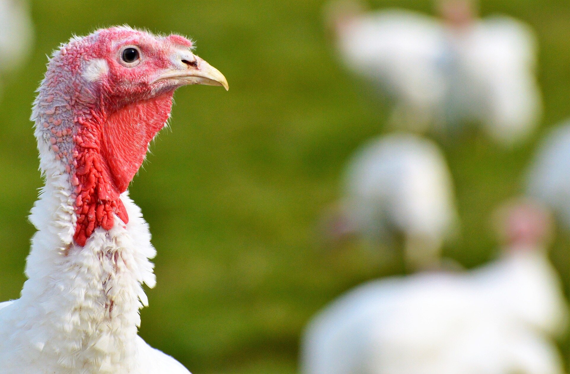 Iowa yumurta ve hindi çiftlikleri 5 milyon kuşu kuş gribine kaptırdı