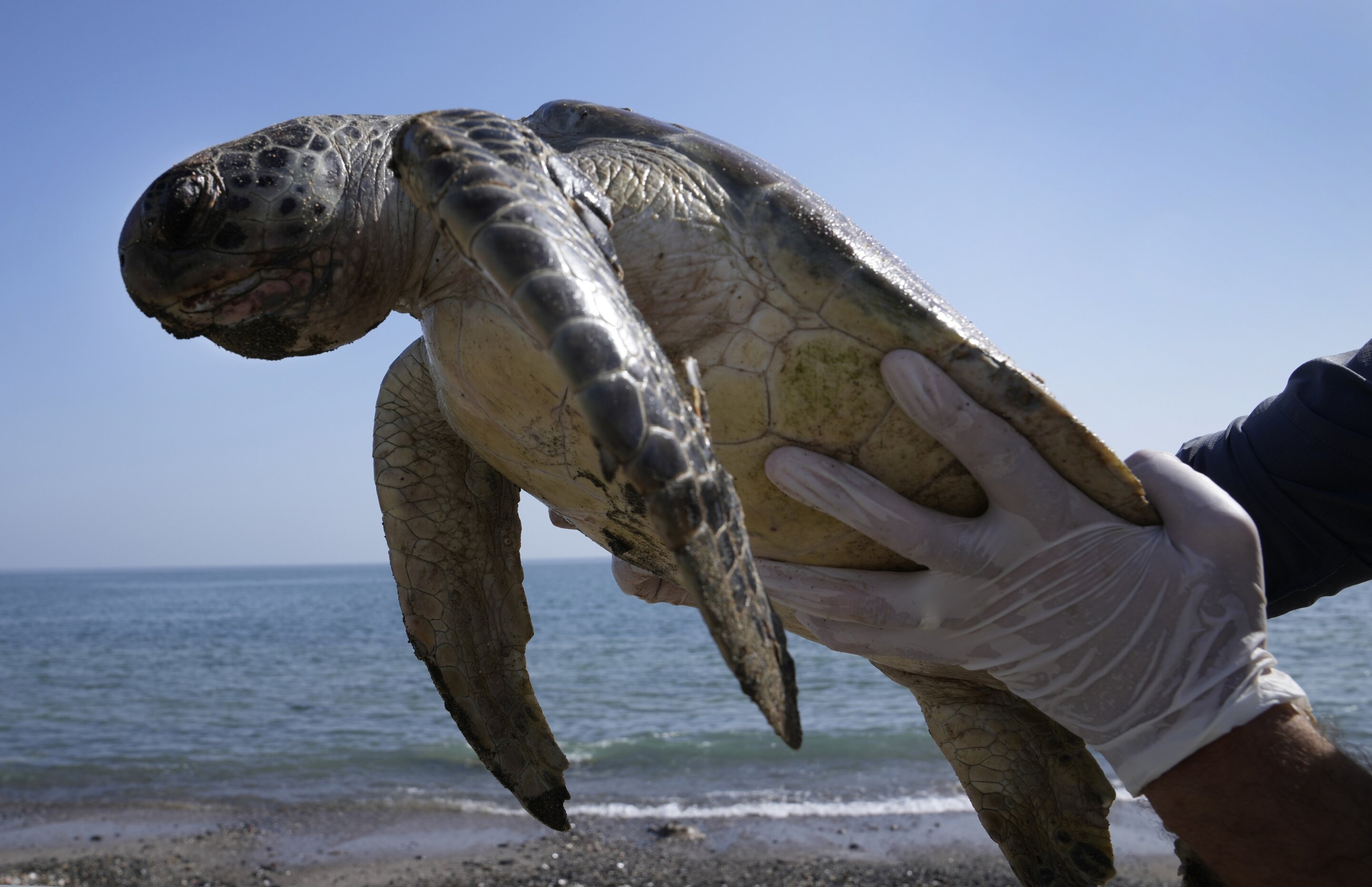 Plastic underwater pollution problem. Sea Turtle eating discarded