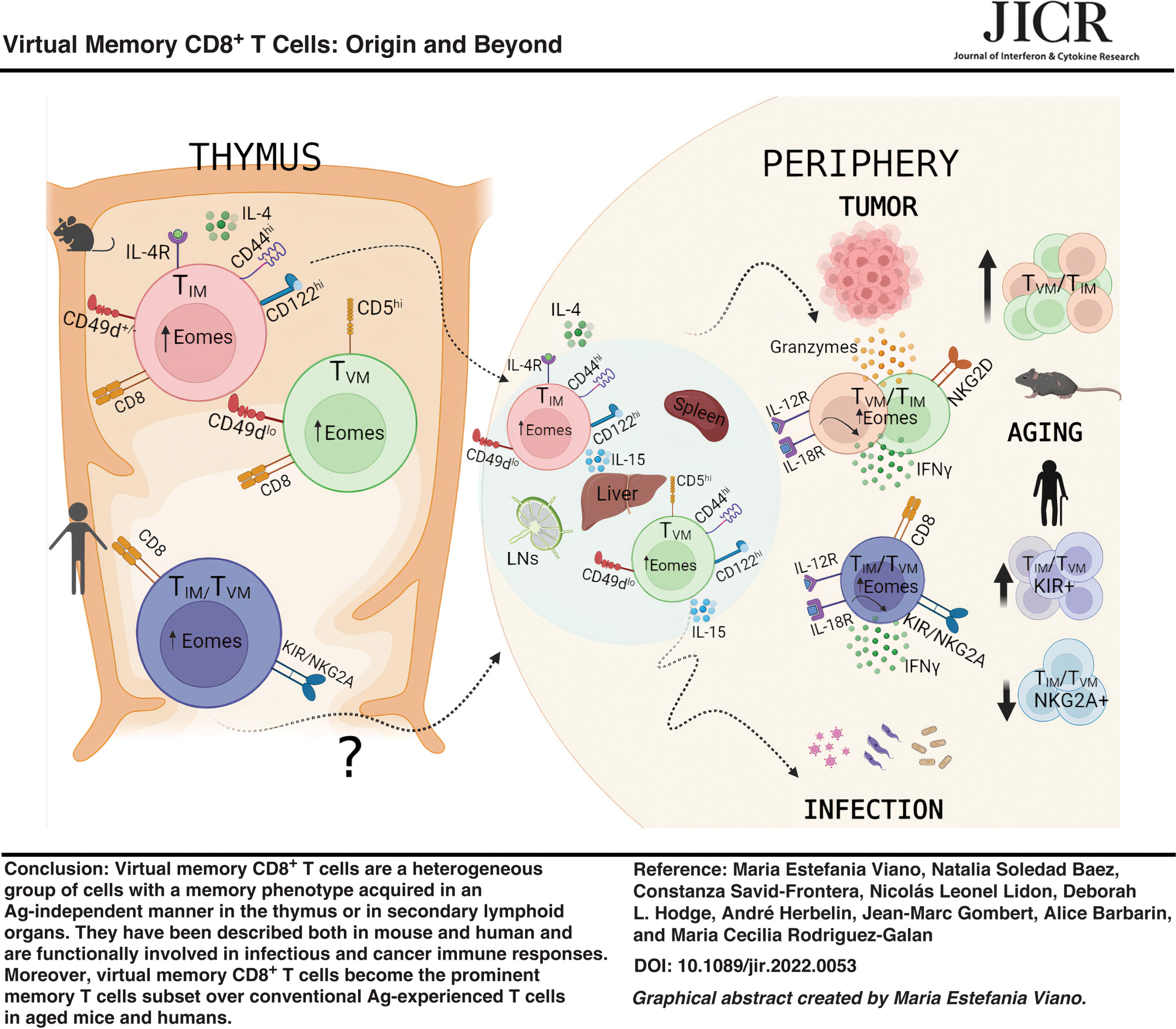 Their cell. Cd8+ т-клетки. Memory t Cells. Дубль-позитивные клетки-cd4+cd8+. Virtual Memory.