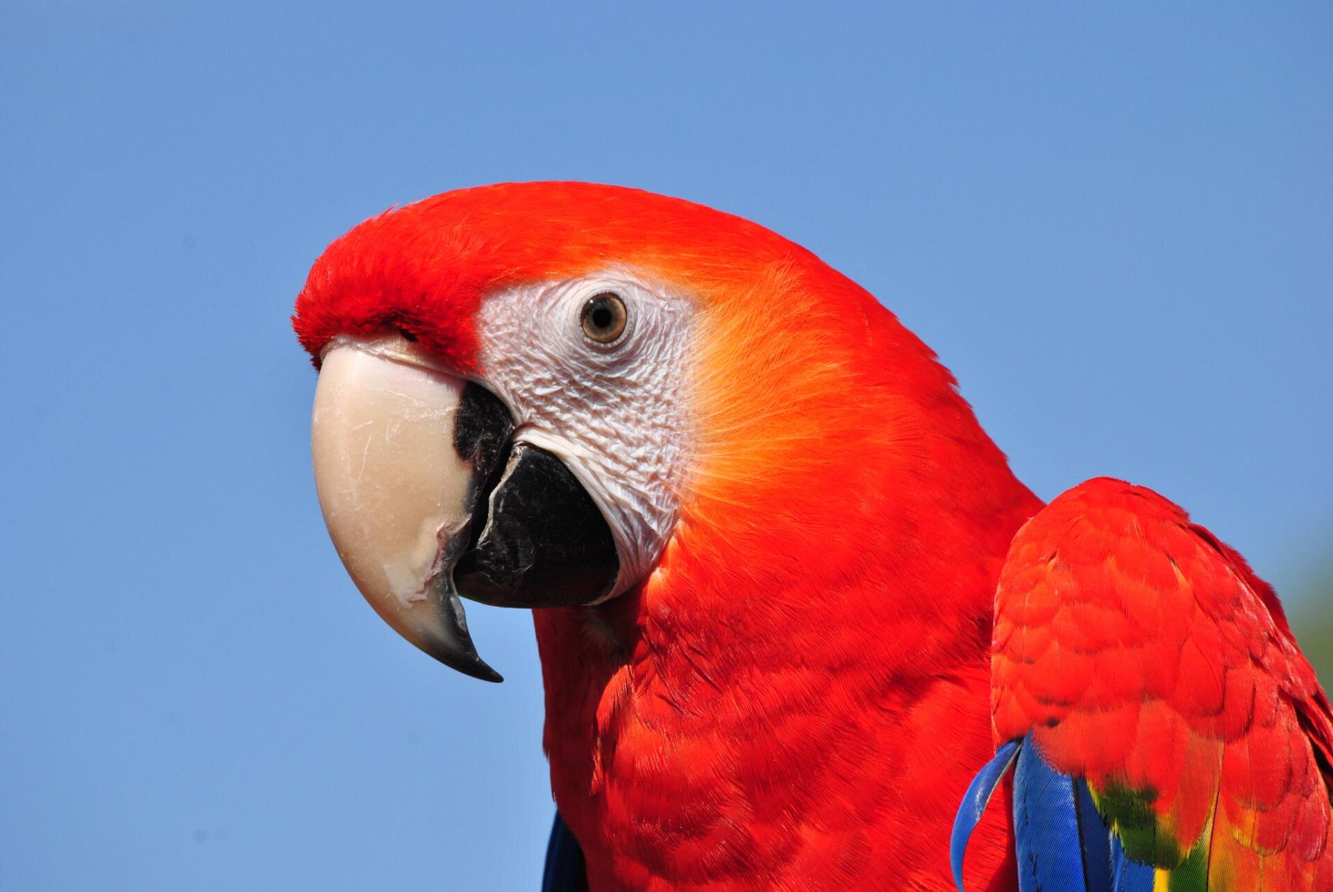 Unraveling the mystery of parrot longevity