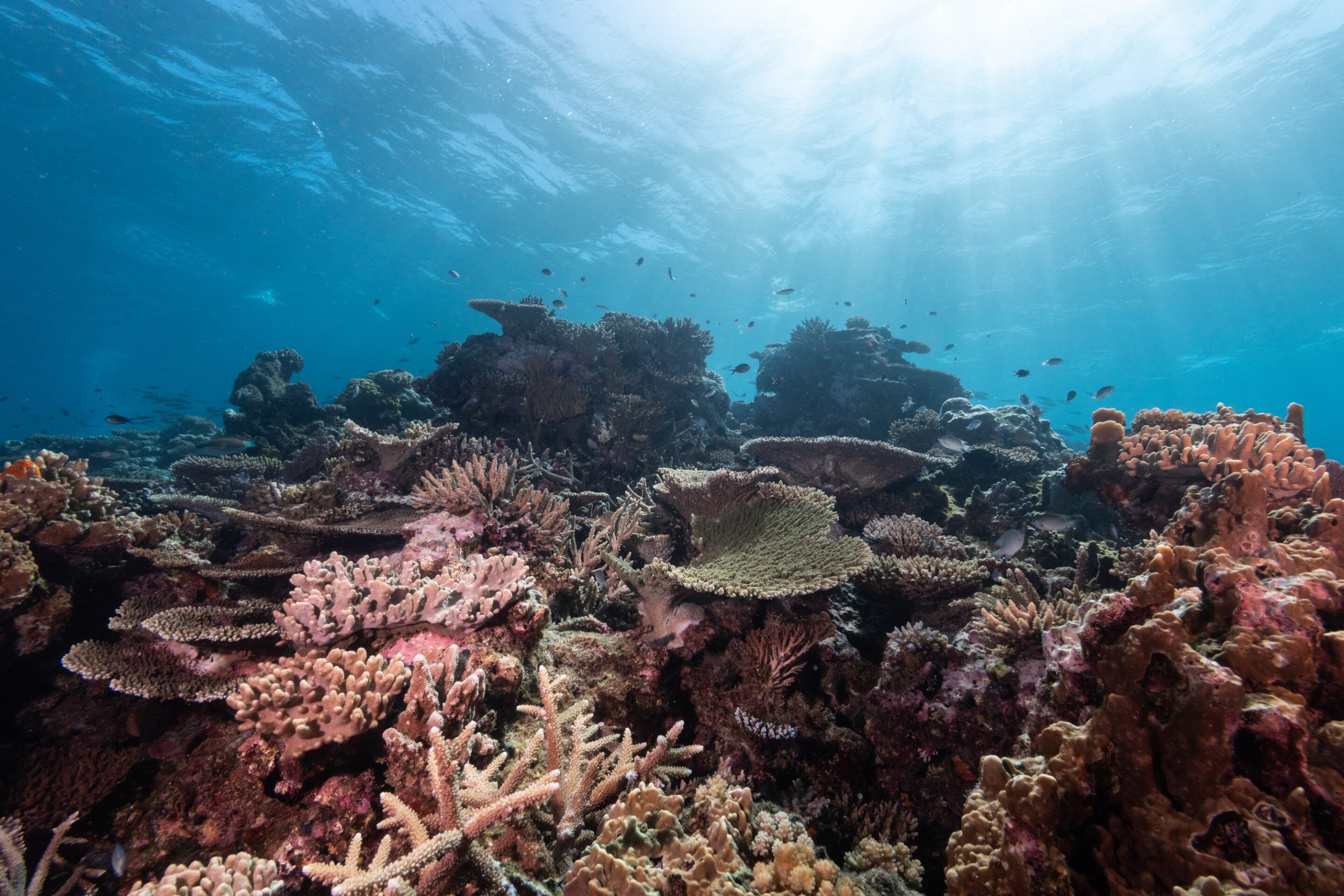 #Urgent action is required to protect world’s coral reefs from disappearing within three decades, warn experts